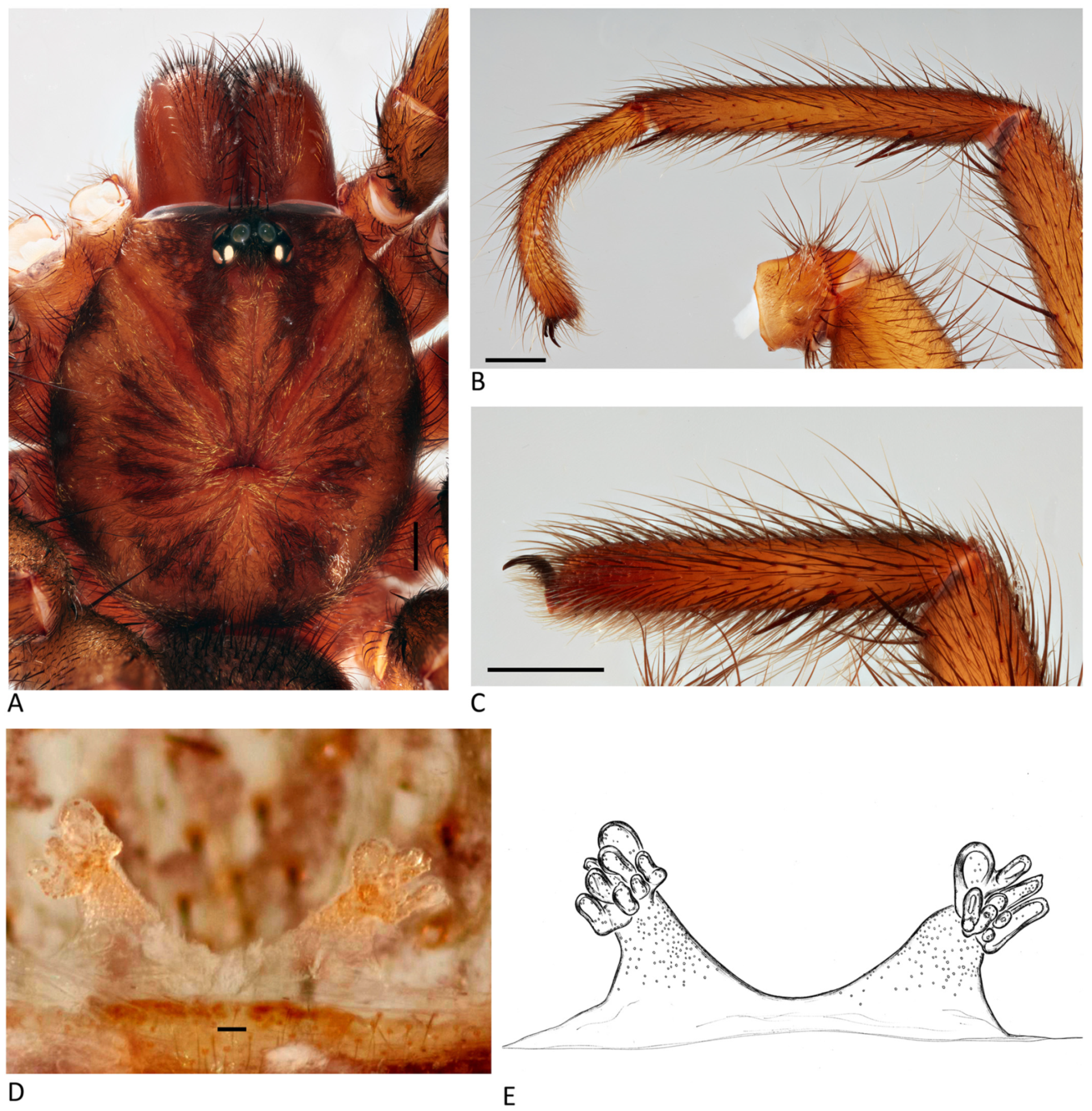 Arthropoda 01 00010 g037
