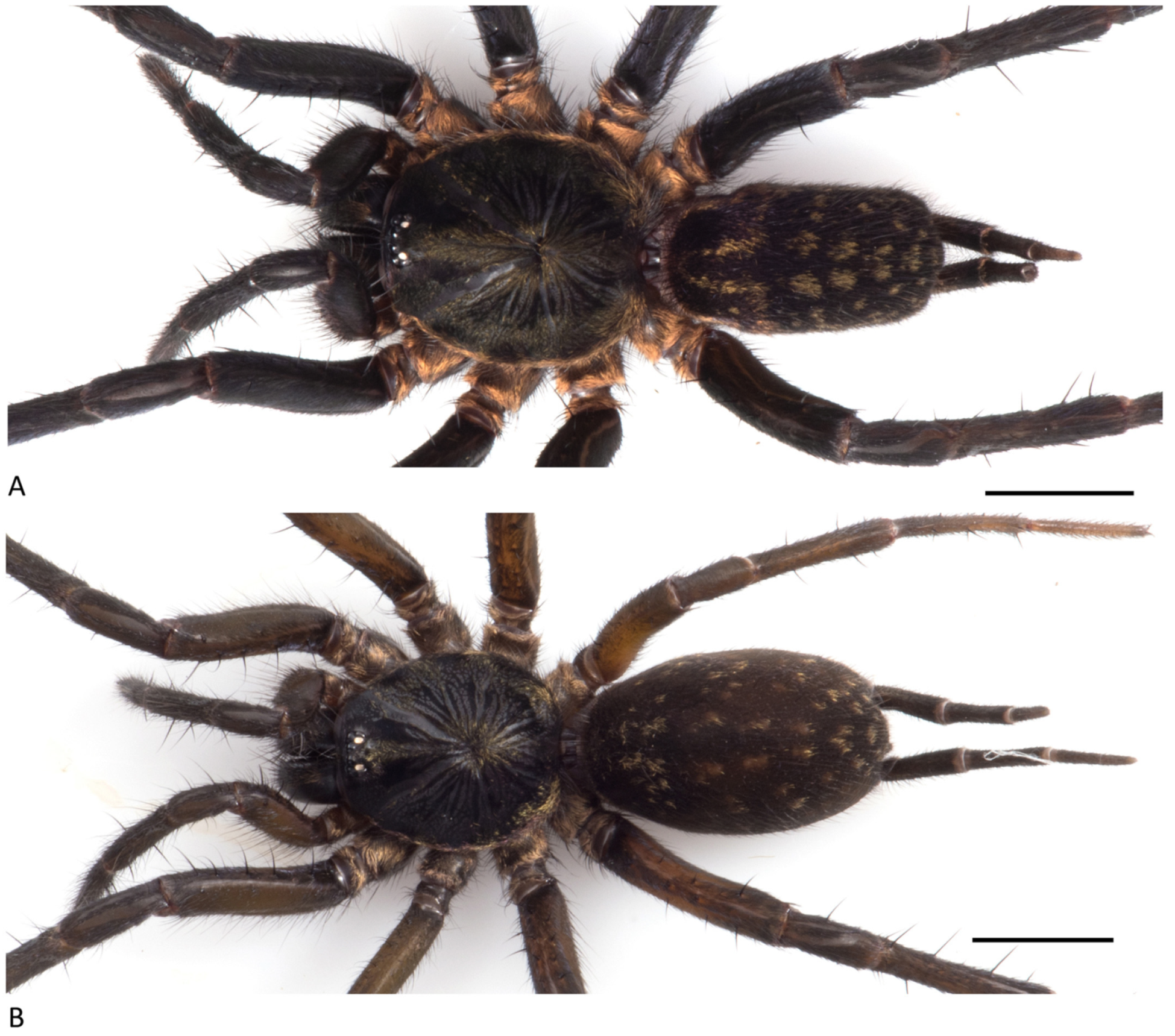 Arthropoda 01 00010 g038