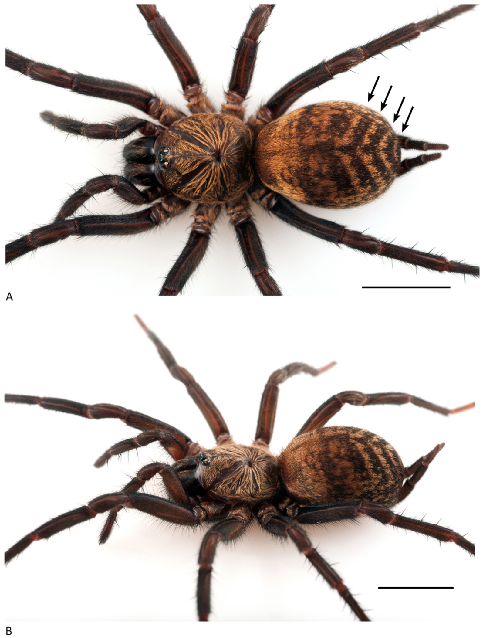 Arthropoda 01 00010 g040