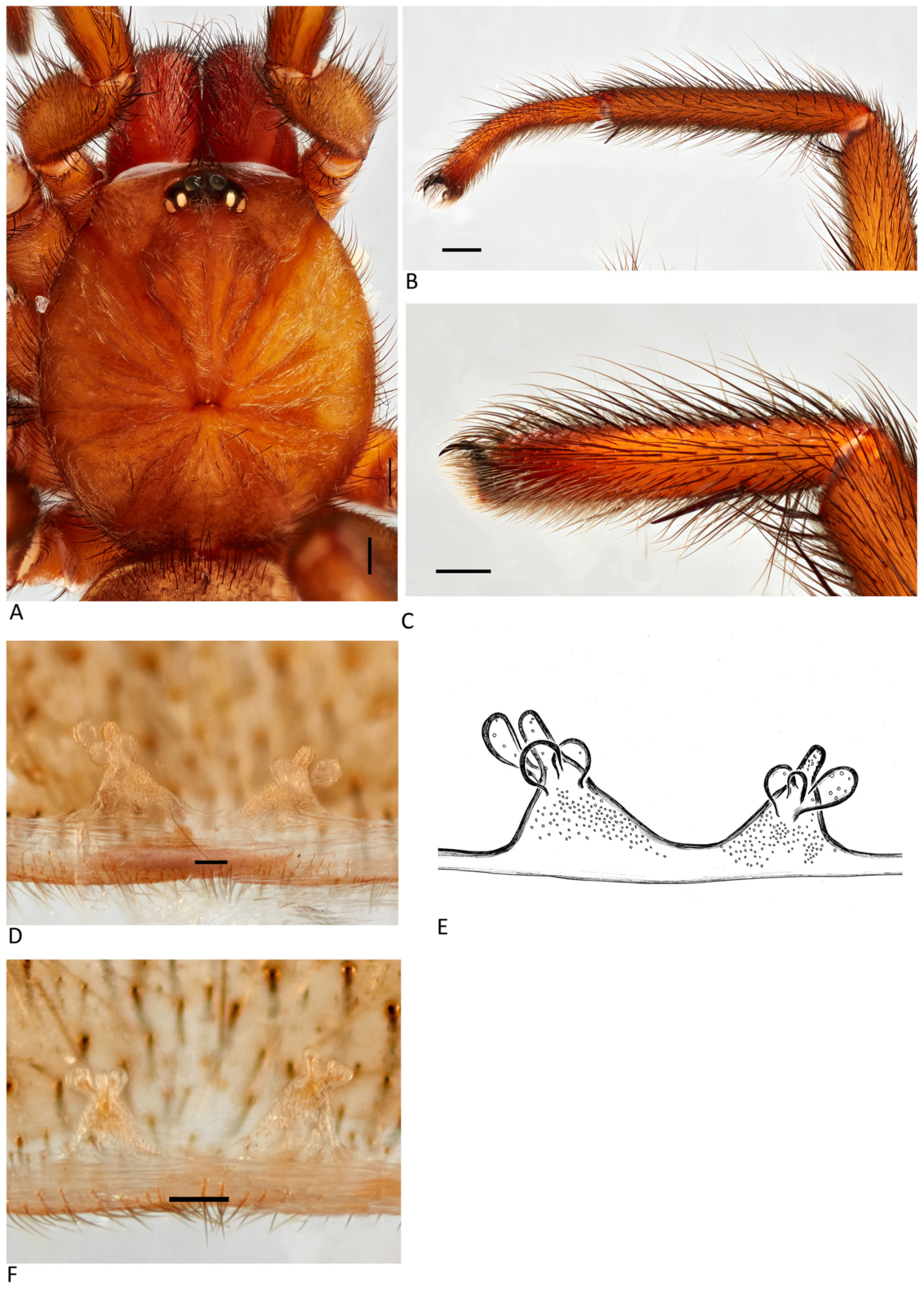 Arthropoda 01 00010 g041