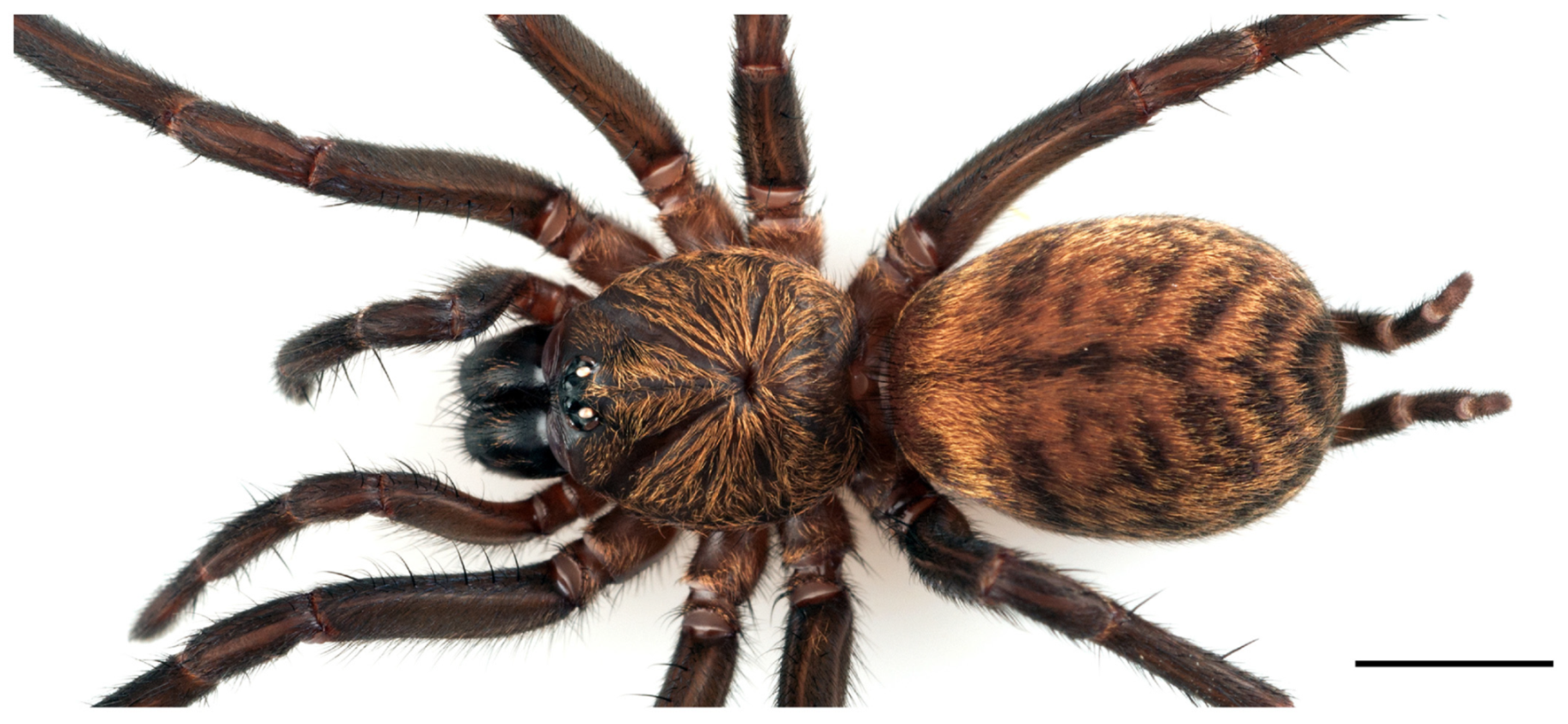 Arthropoda 01 00010 g042