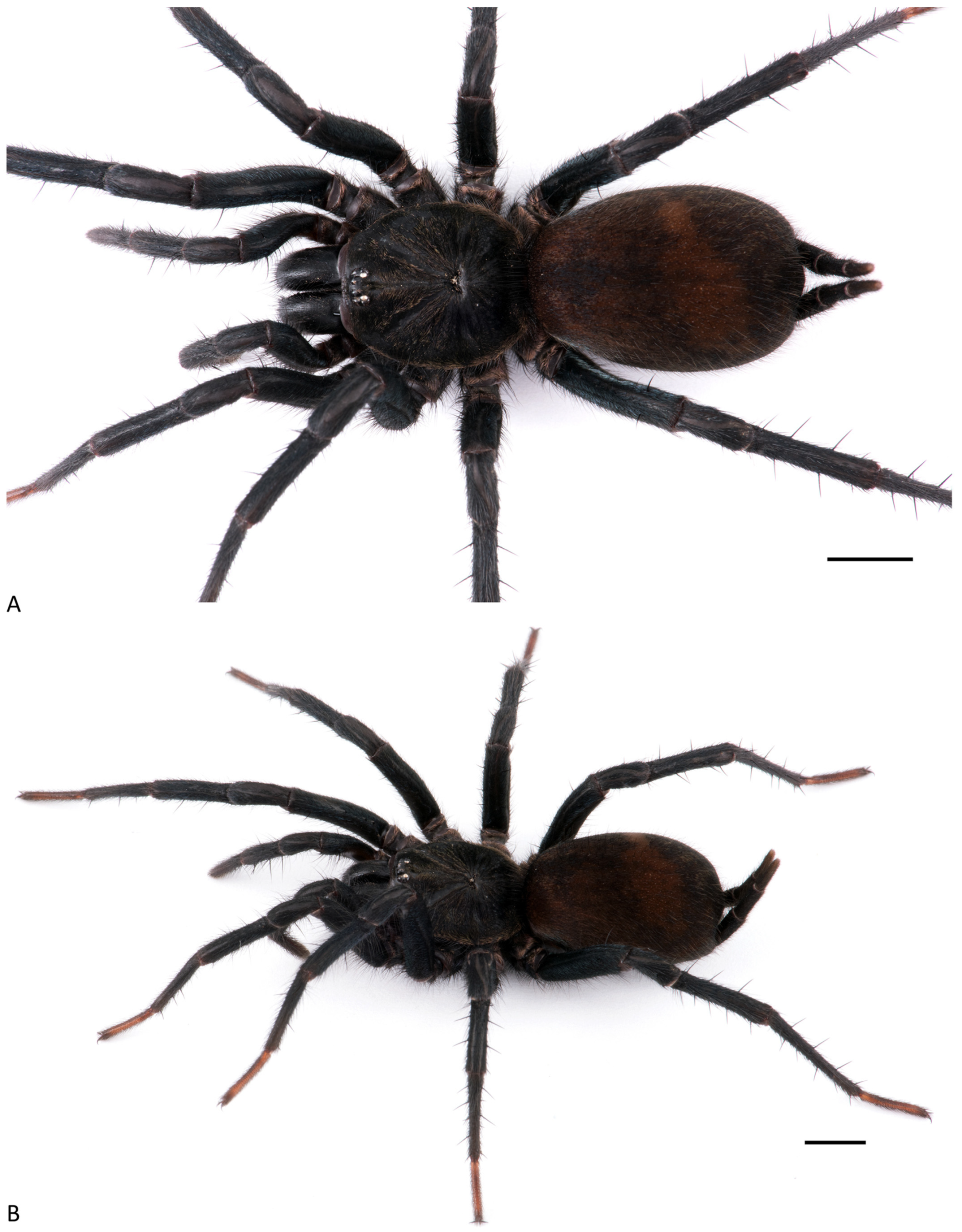 Arthropoda 01 00010 g043