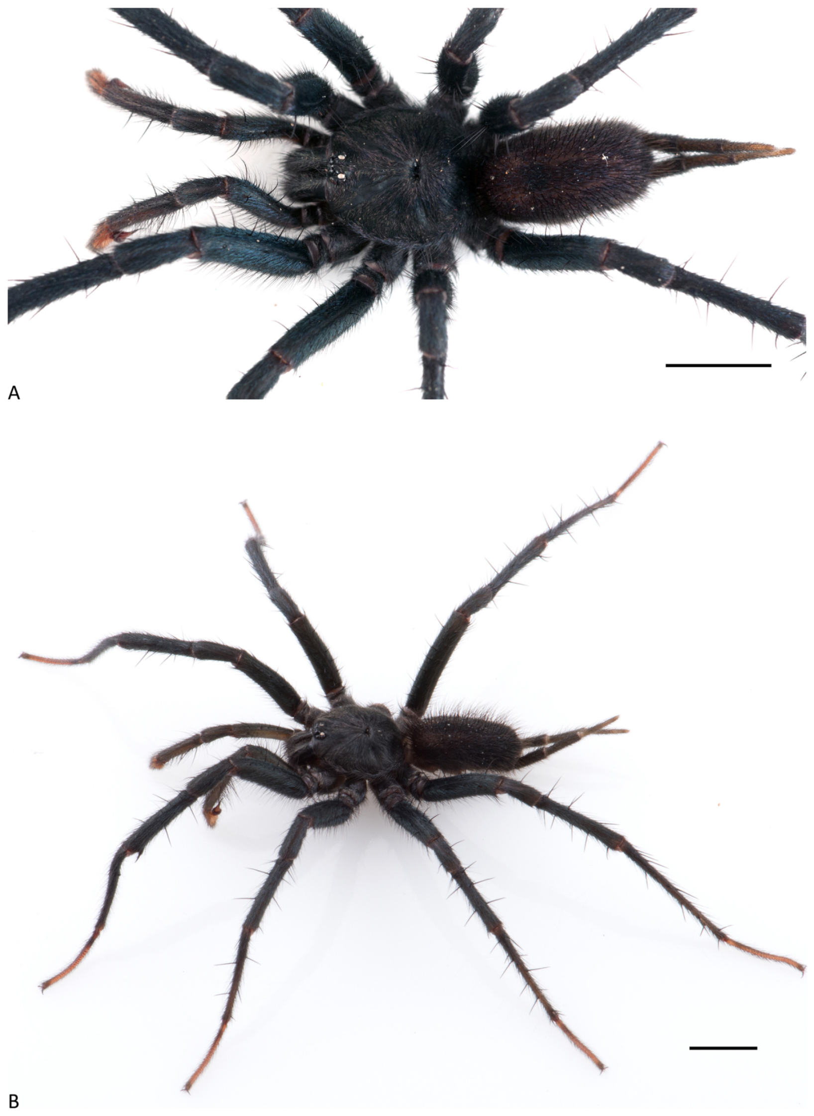 Arthropoda 01 00010 g046