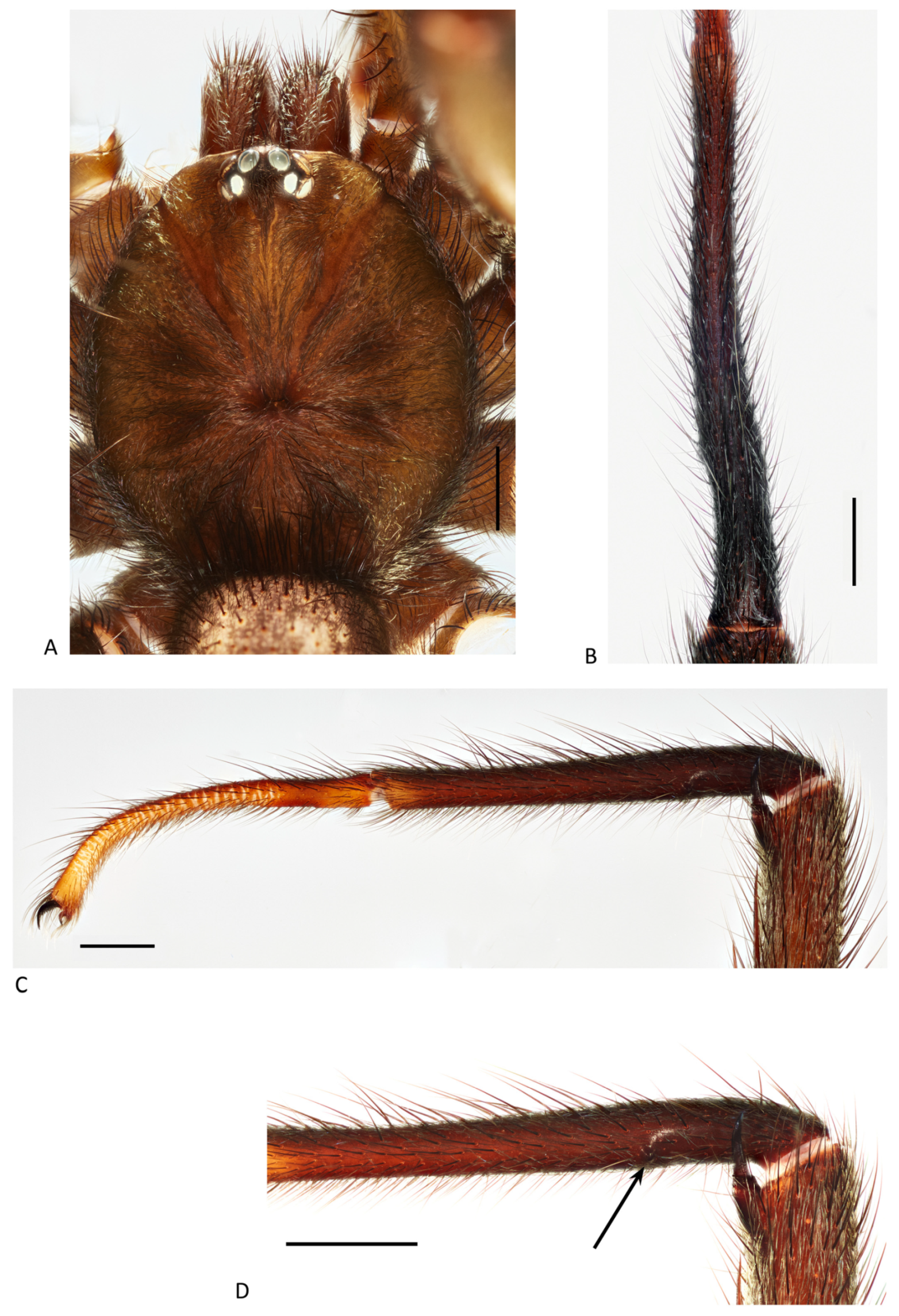 Arthropoda 01 00010 g047