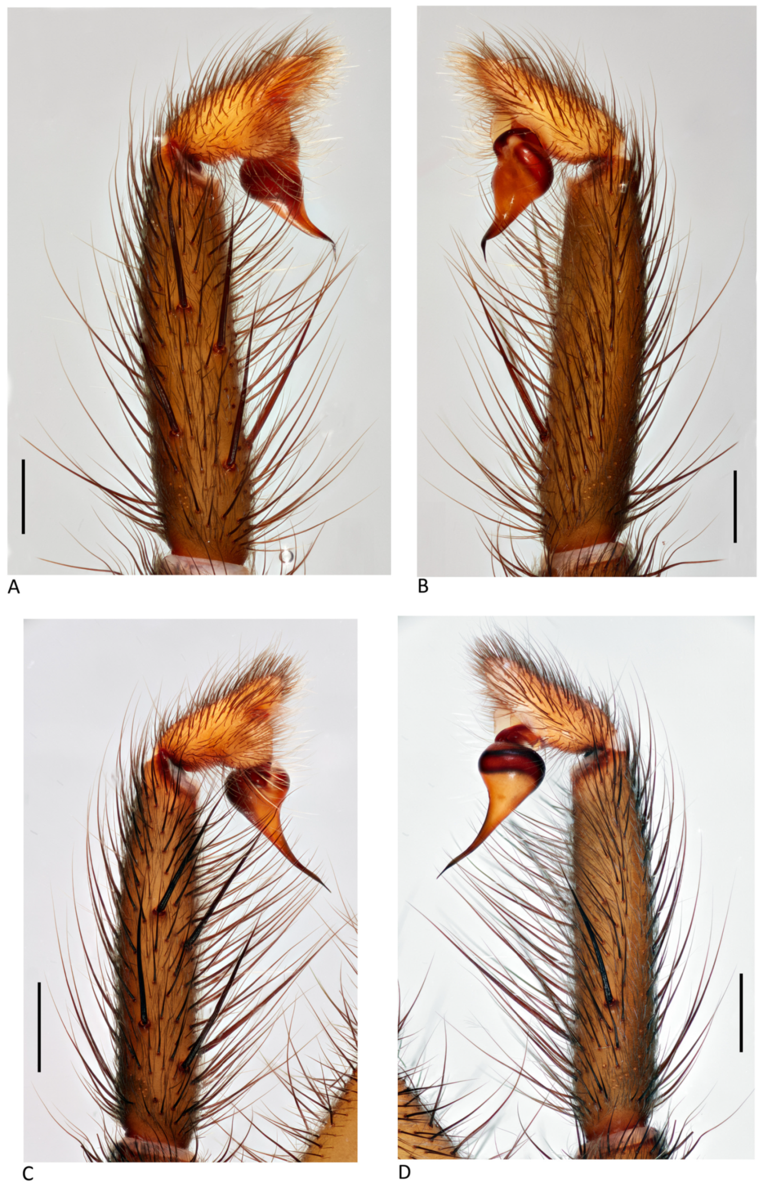 Arthropoda 01 00010 g048