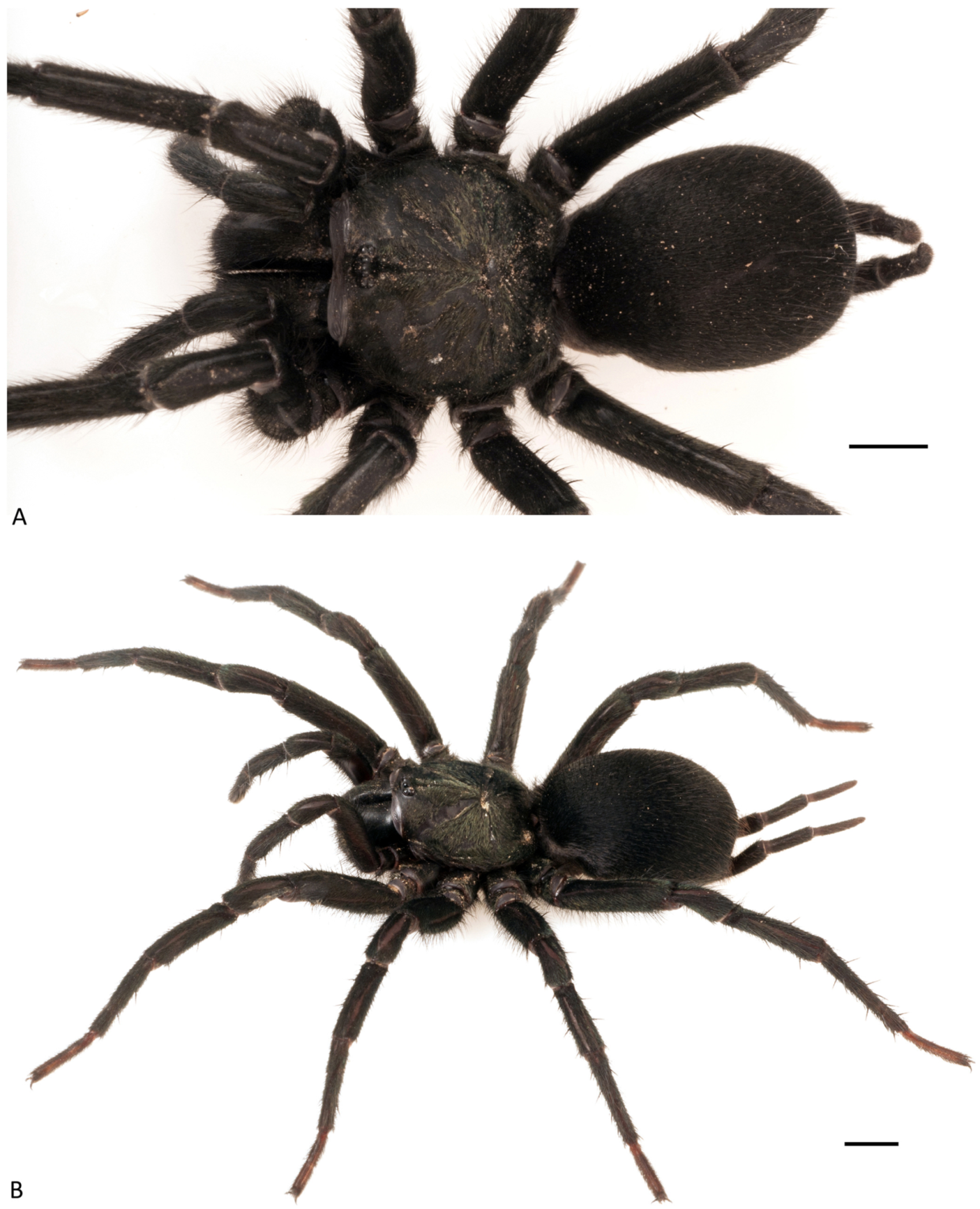 Arthropoda 01 00010 g050