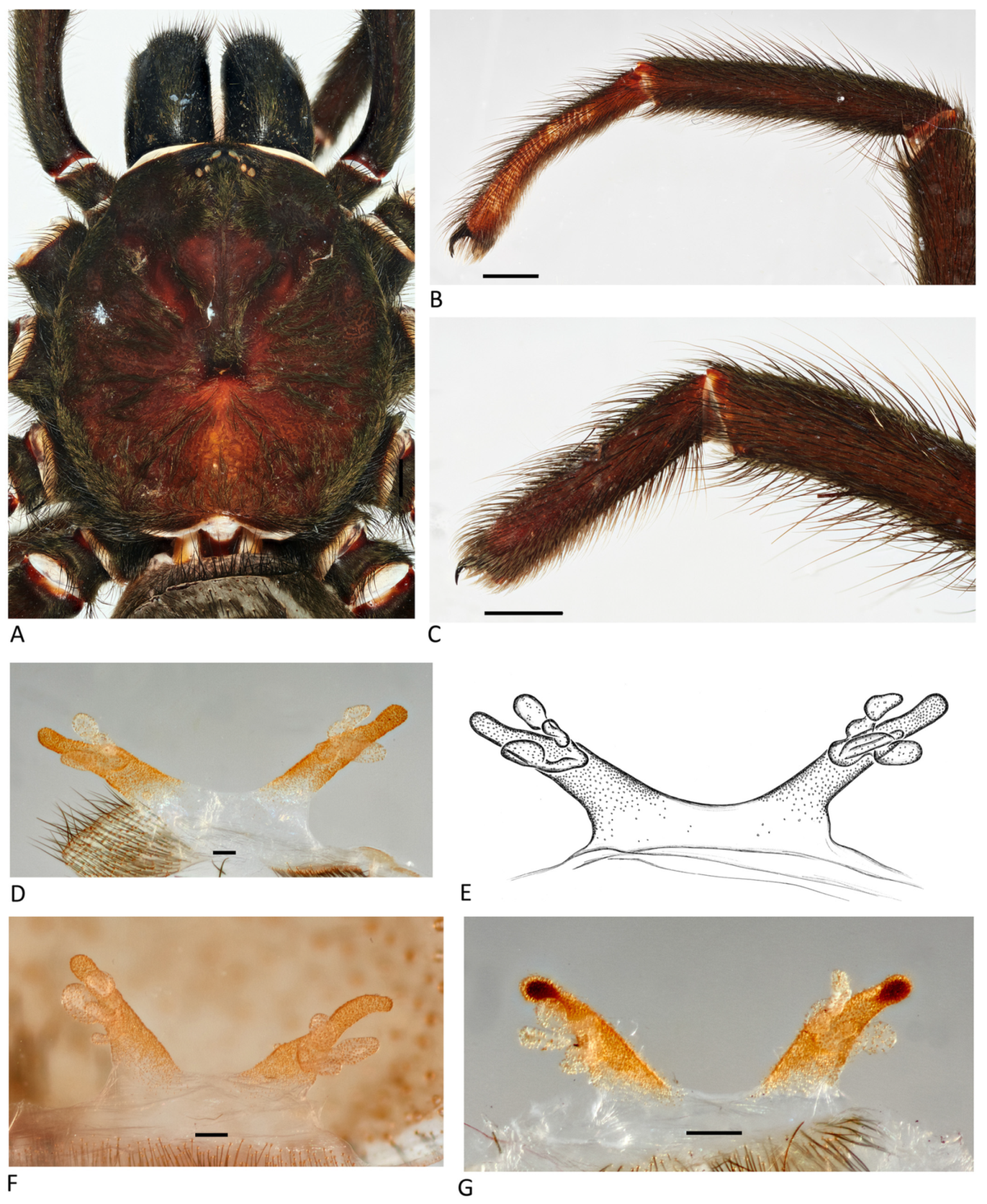 Arthropoda 01 00010 g051