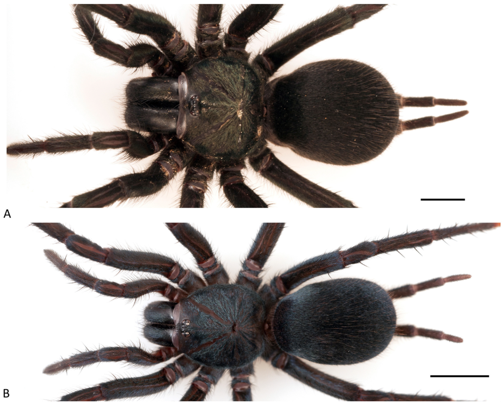 Arthropoda 01 00010 g052