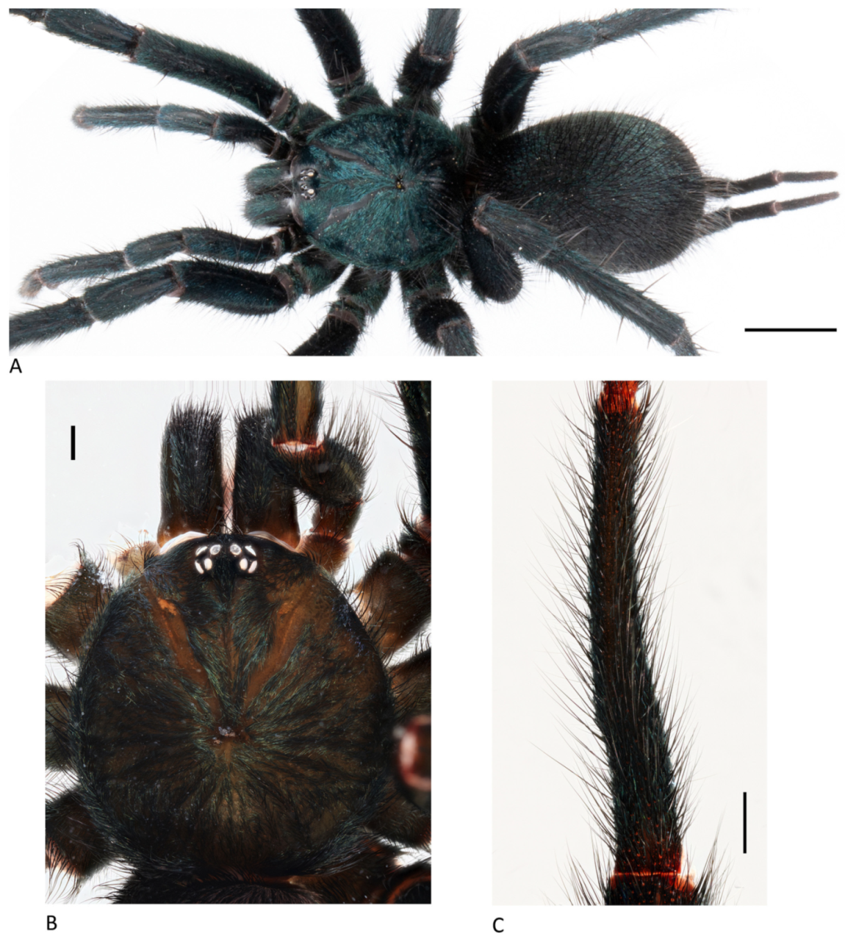 Arthropoda 01 00010 g053