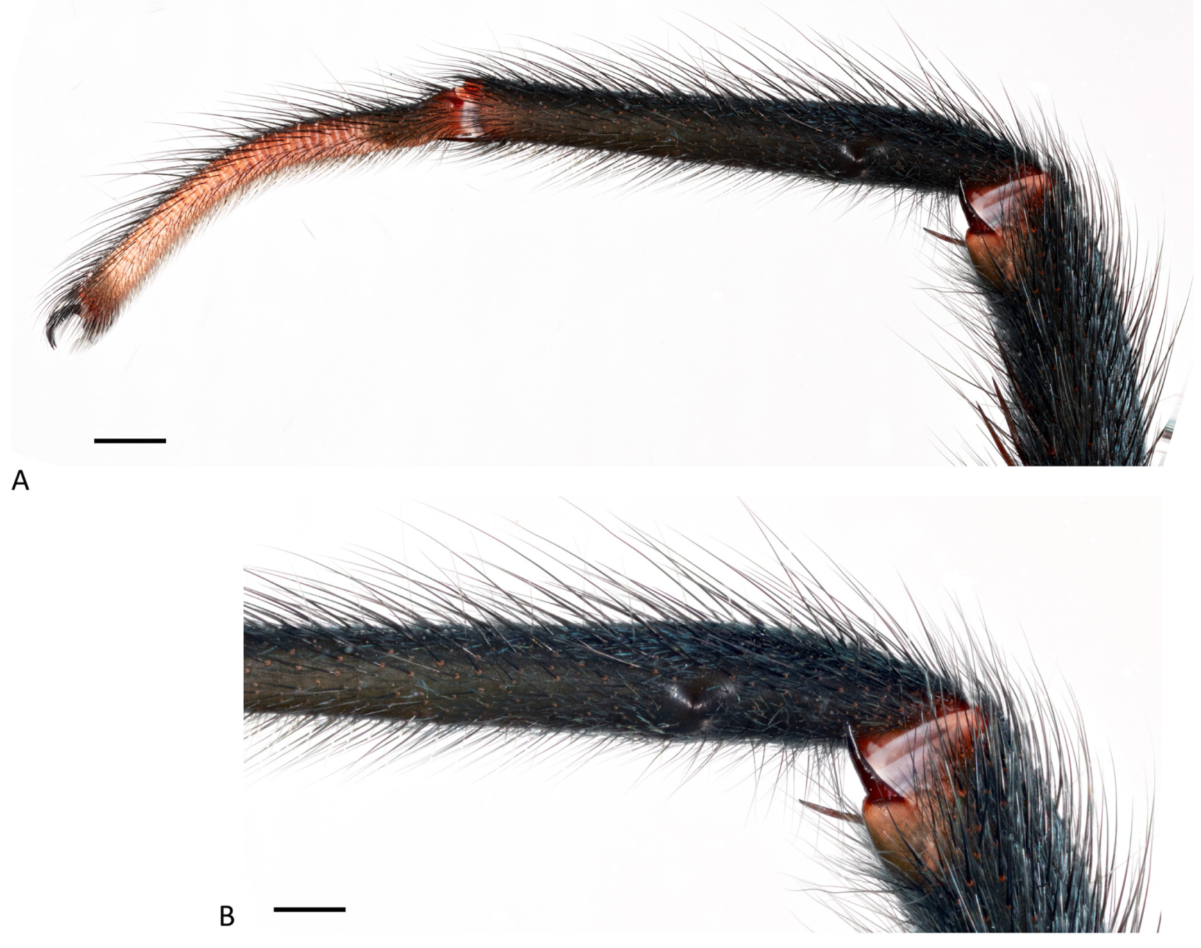 Arthropoda 01 00010 g054