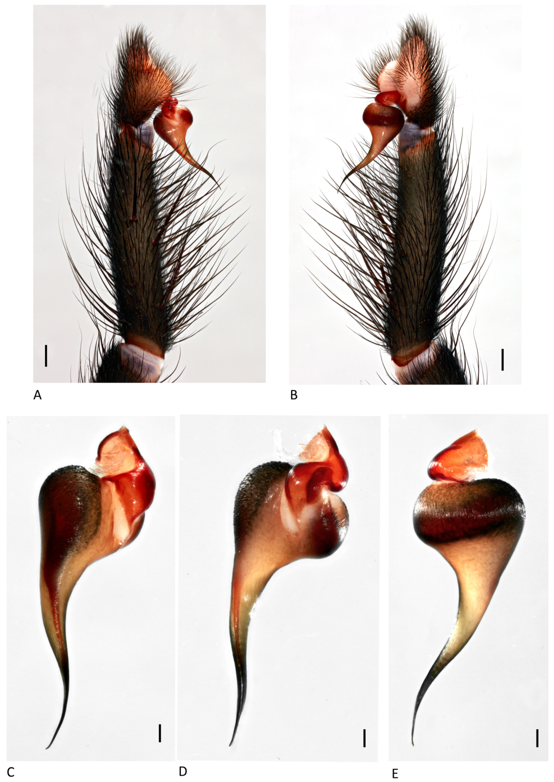 Arthropoda 01 00010 g055