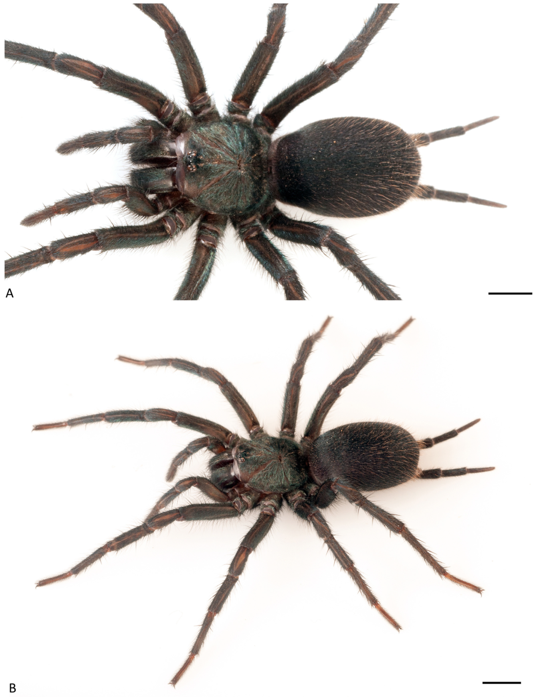 Arthropoda 01 00010 g056