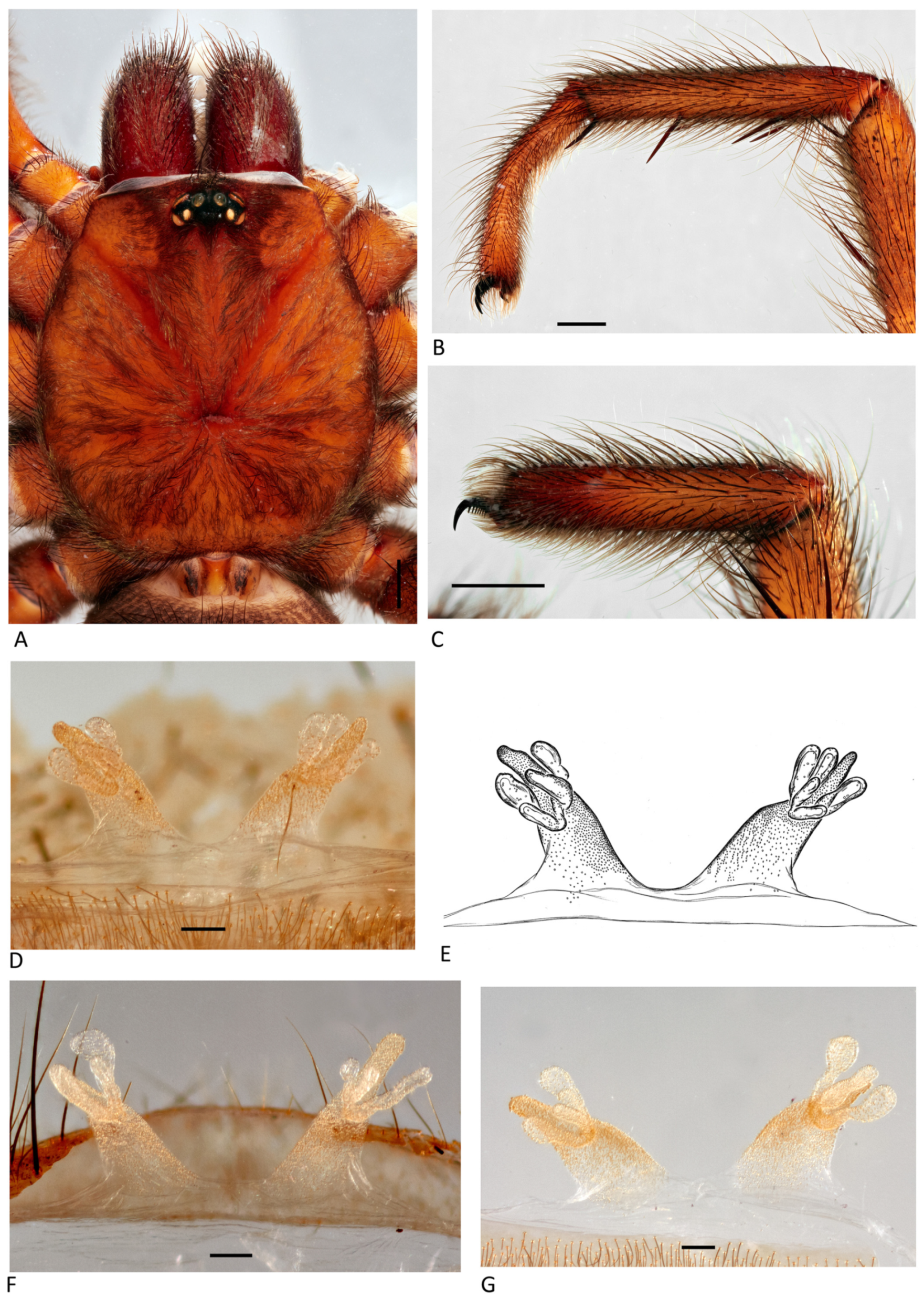 Arthropoda 01 00010 g057