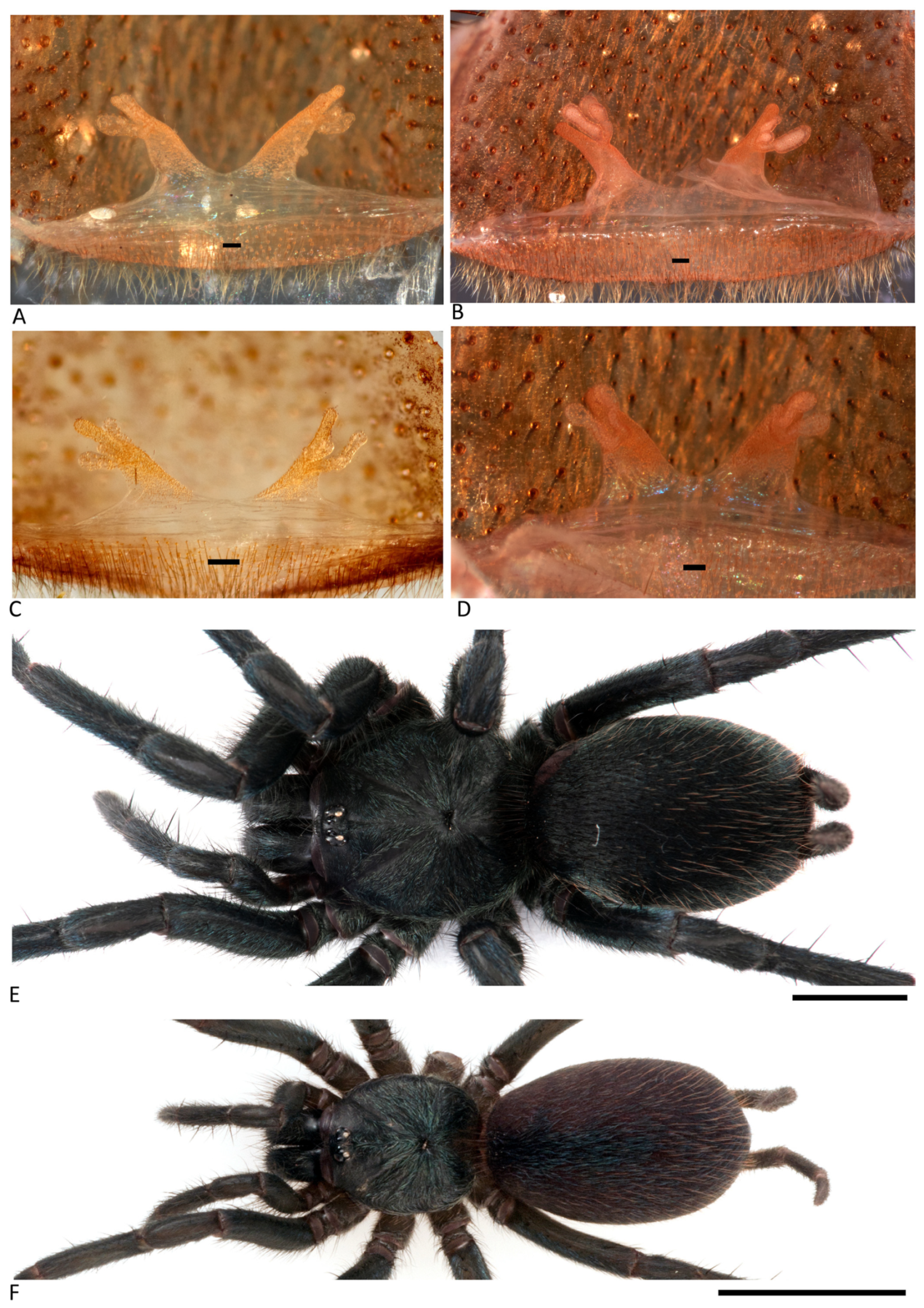 Arthropoda 01 00010 g058