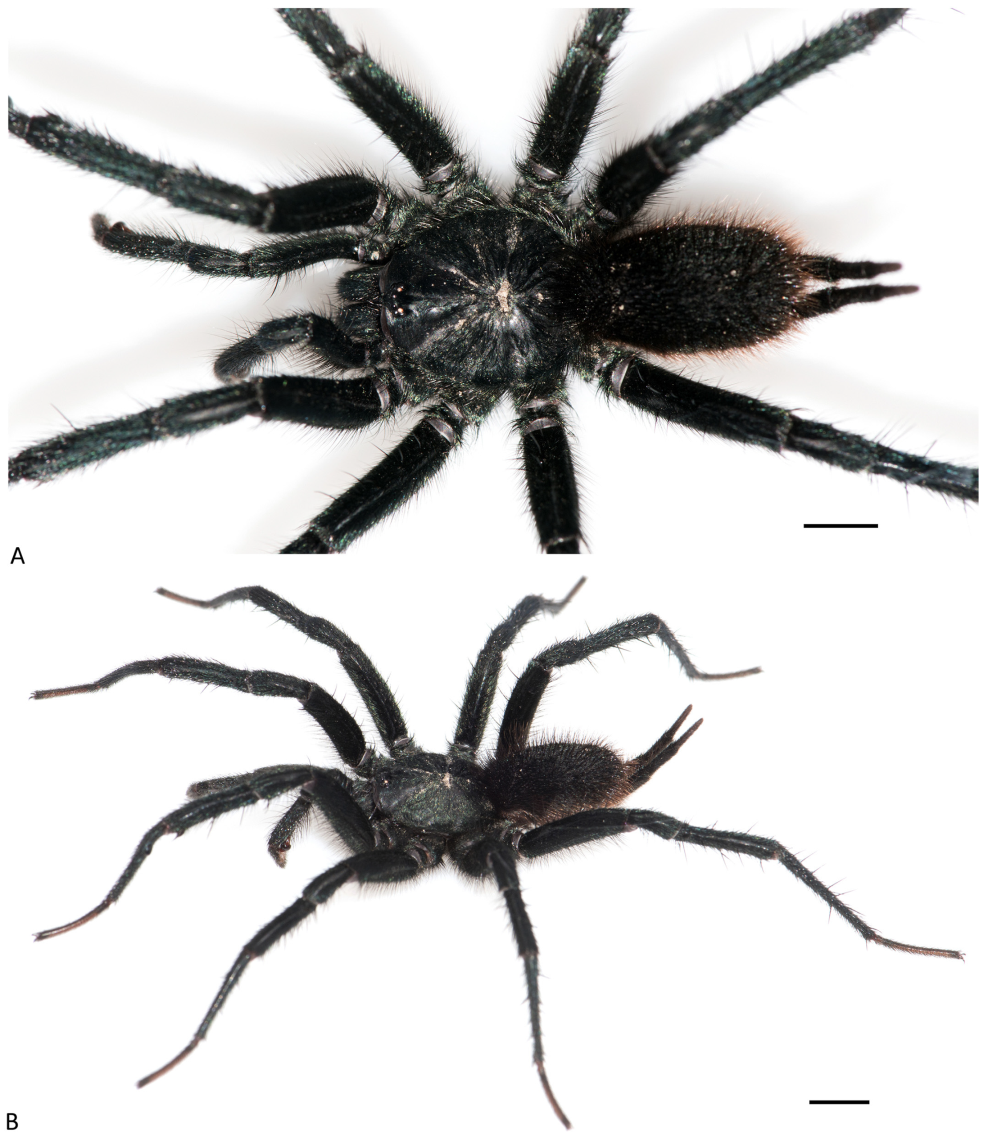 Arthropoda 01 00010 g059