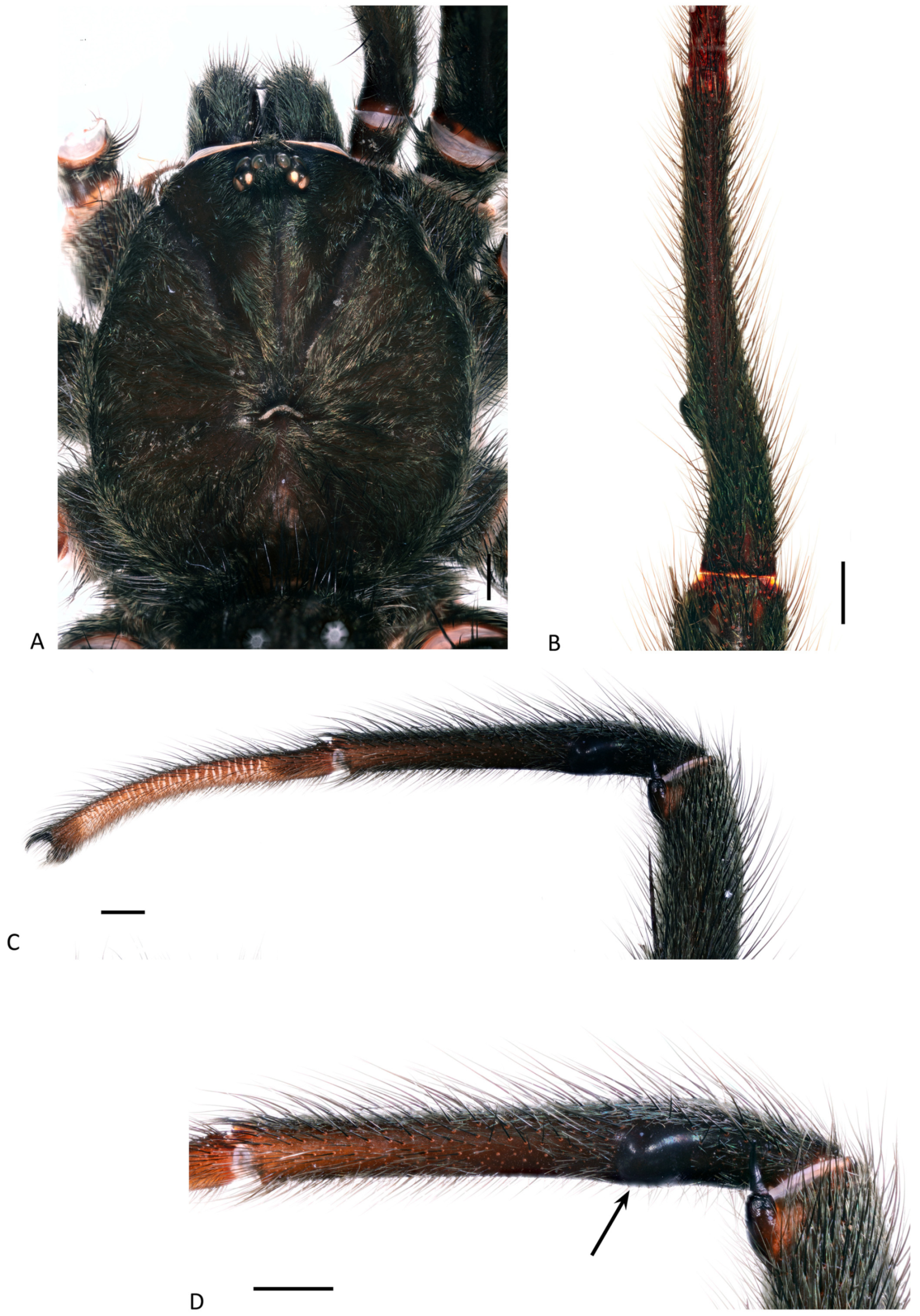 Arthropoda 01 00010 g060