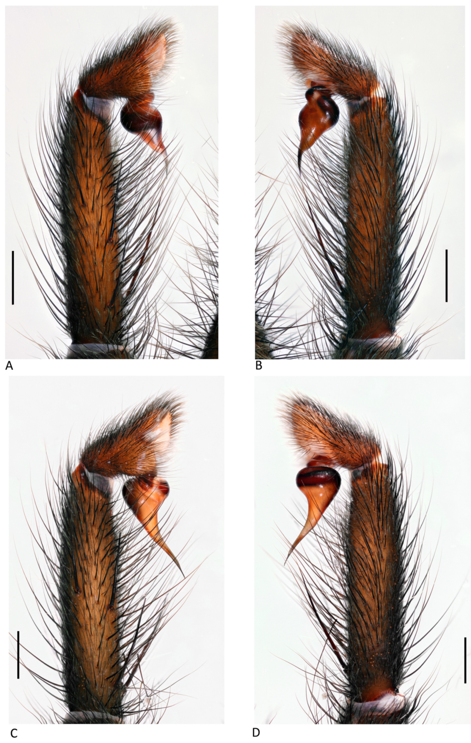 Arthropoda 01 00010 g061