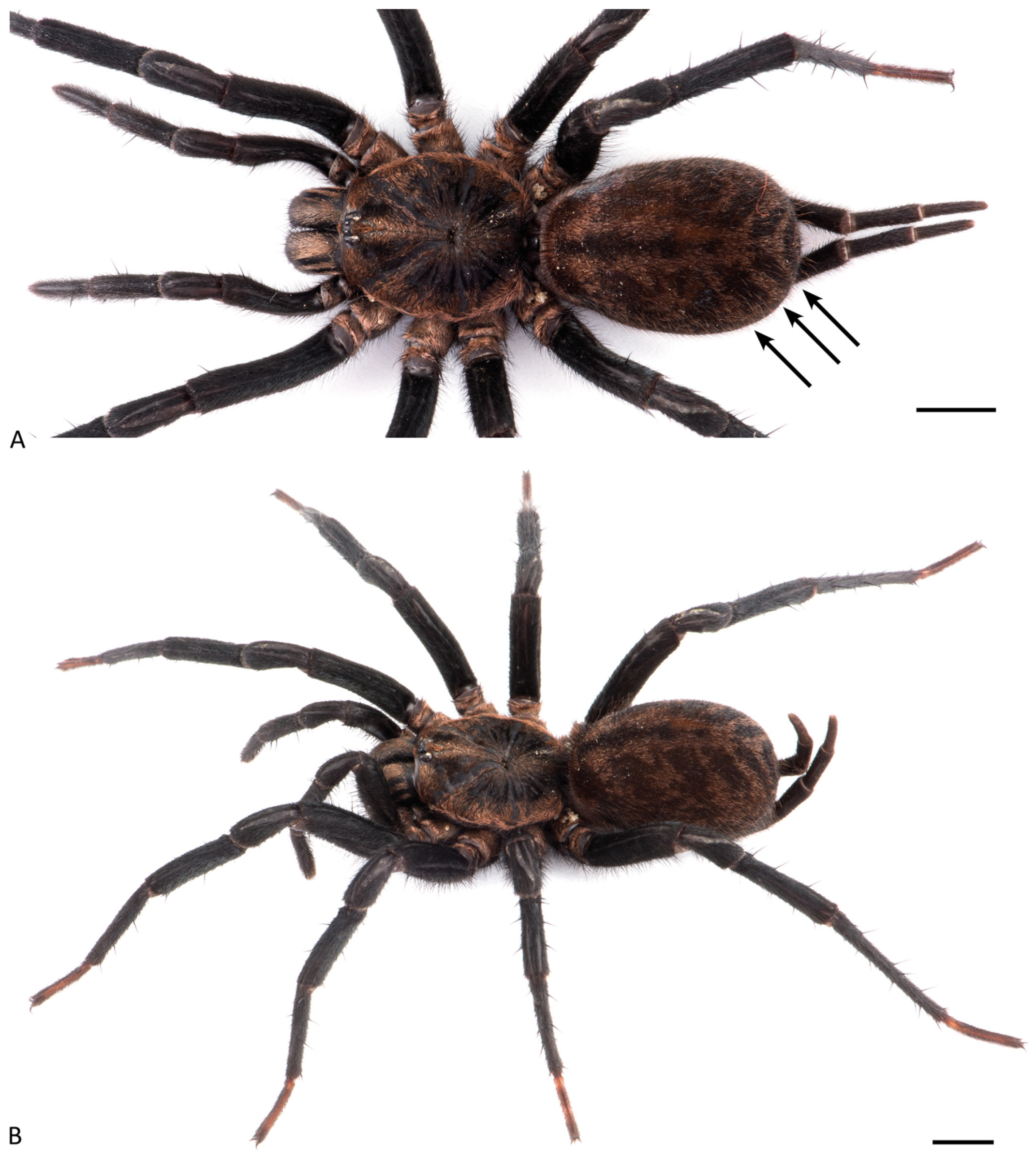 Arthropoda 01 00010 g063