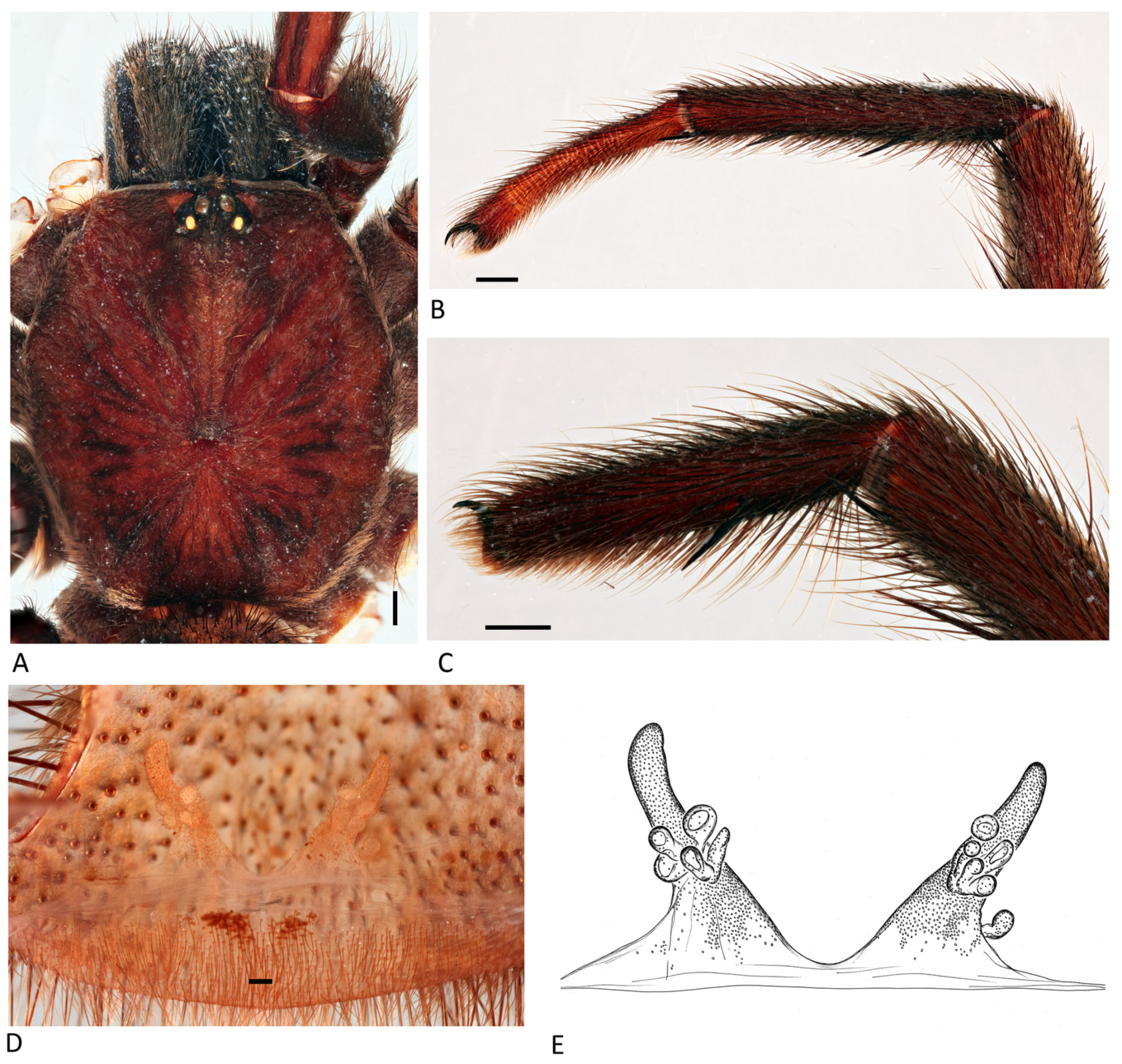 Arthropoda 01 00010 g064