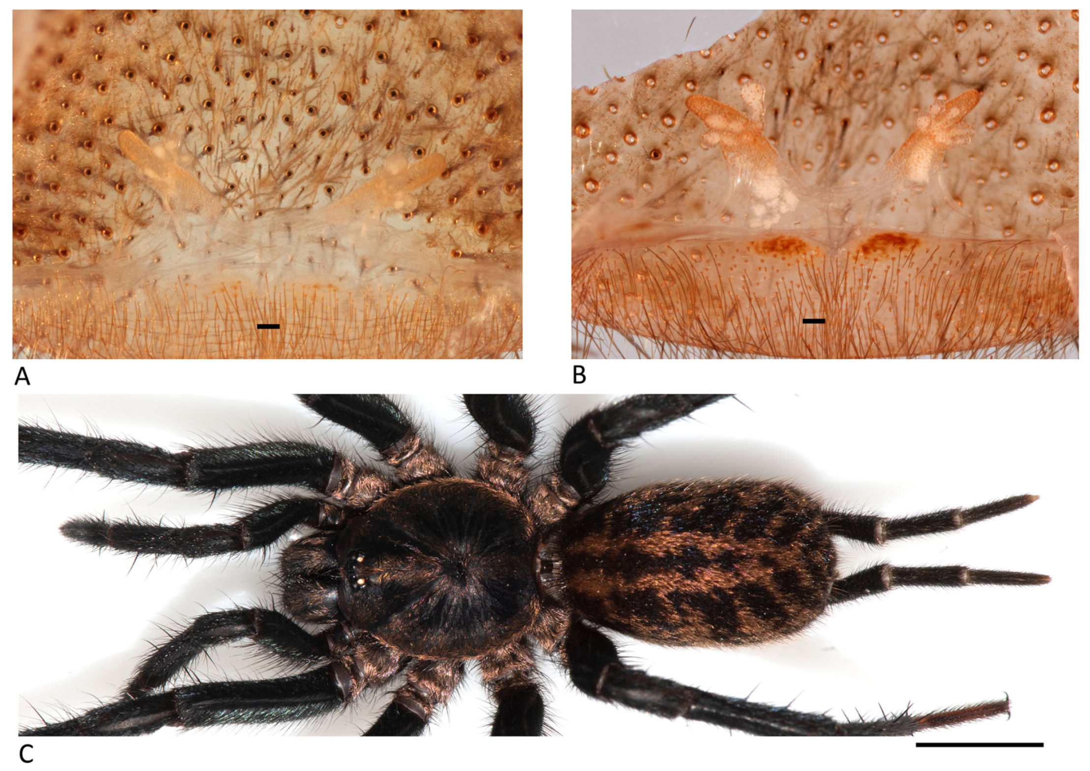 Arthropoda 01 00010 g065