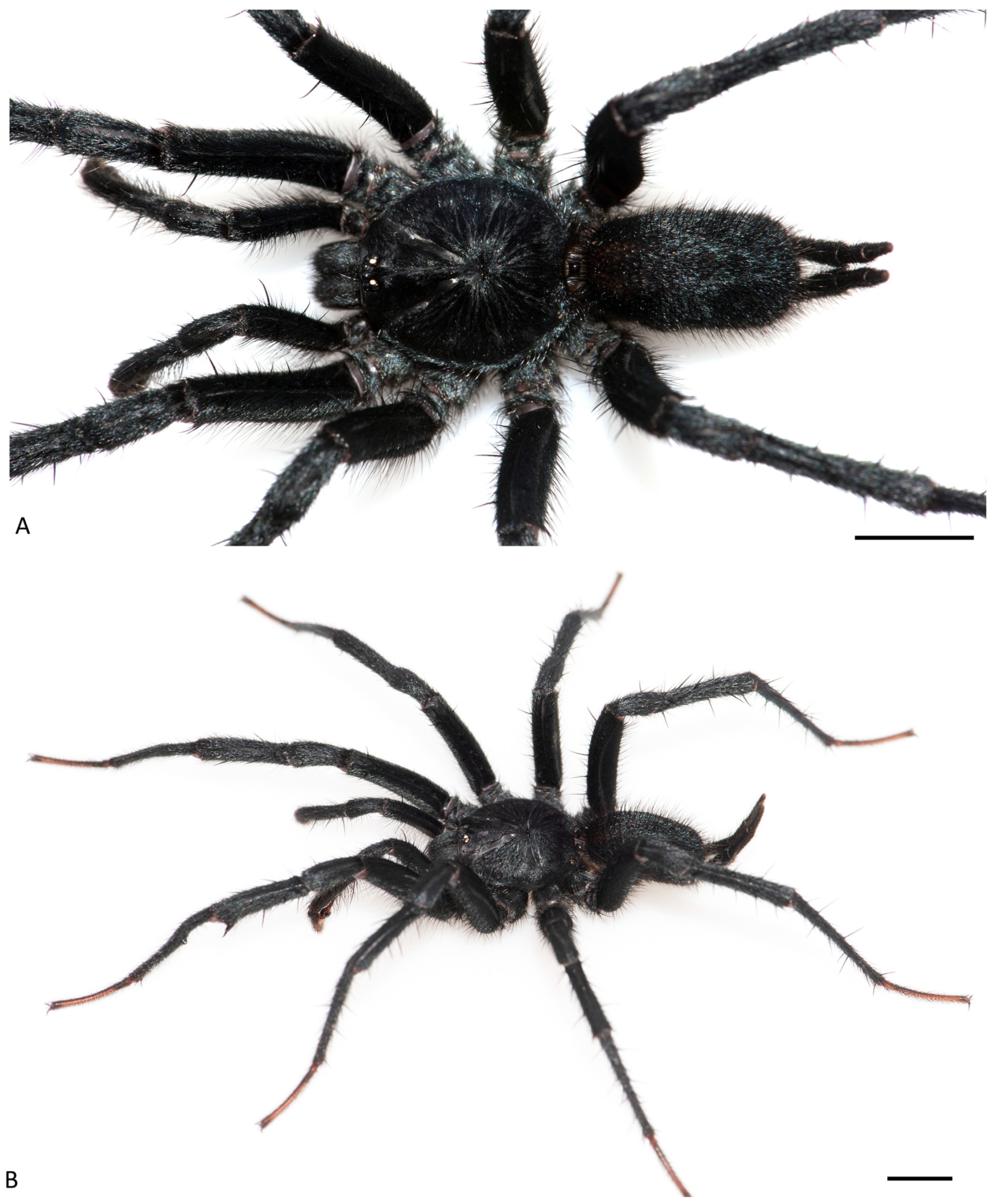 Arthropoda 01 00010 g066