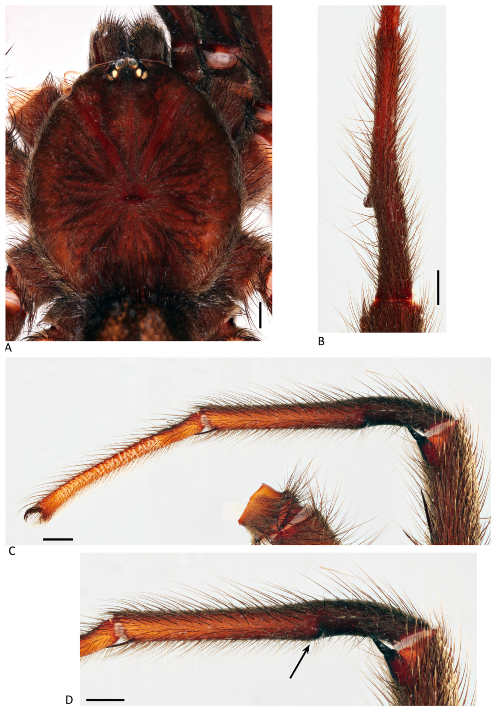 Arthropoda 01 00010 g067