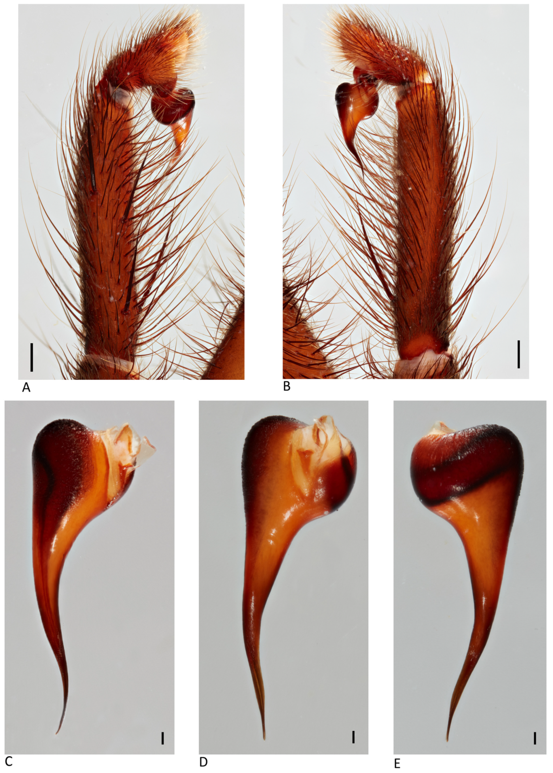 Arthropoda 01 00010 g068