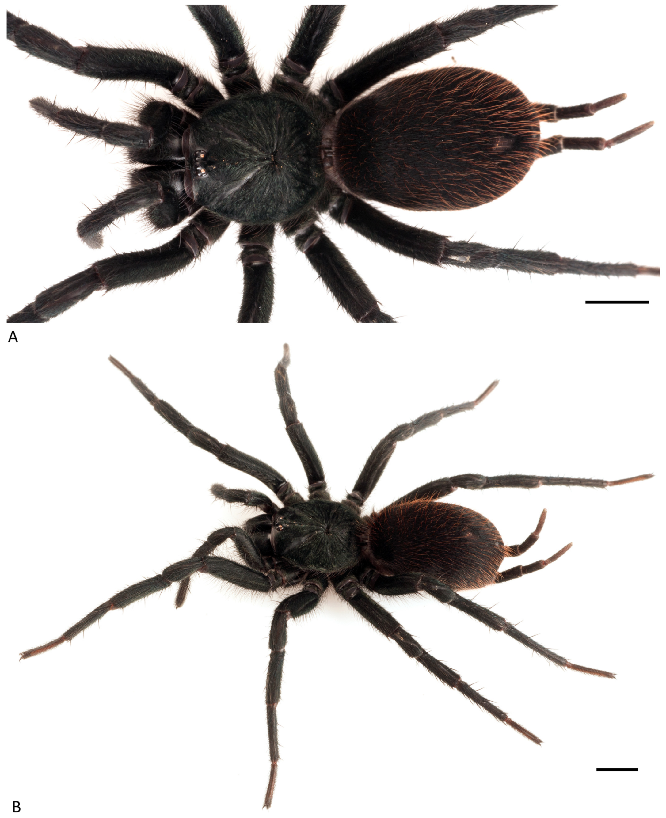 Arthropoda 01 00010 g069