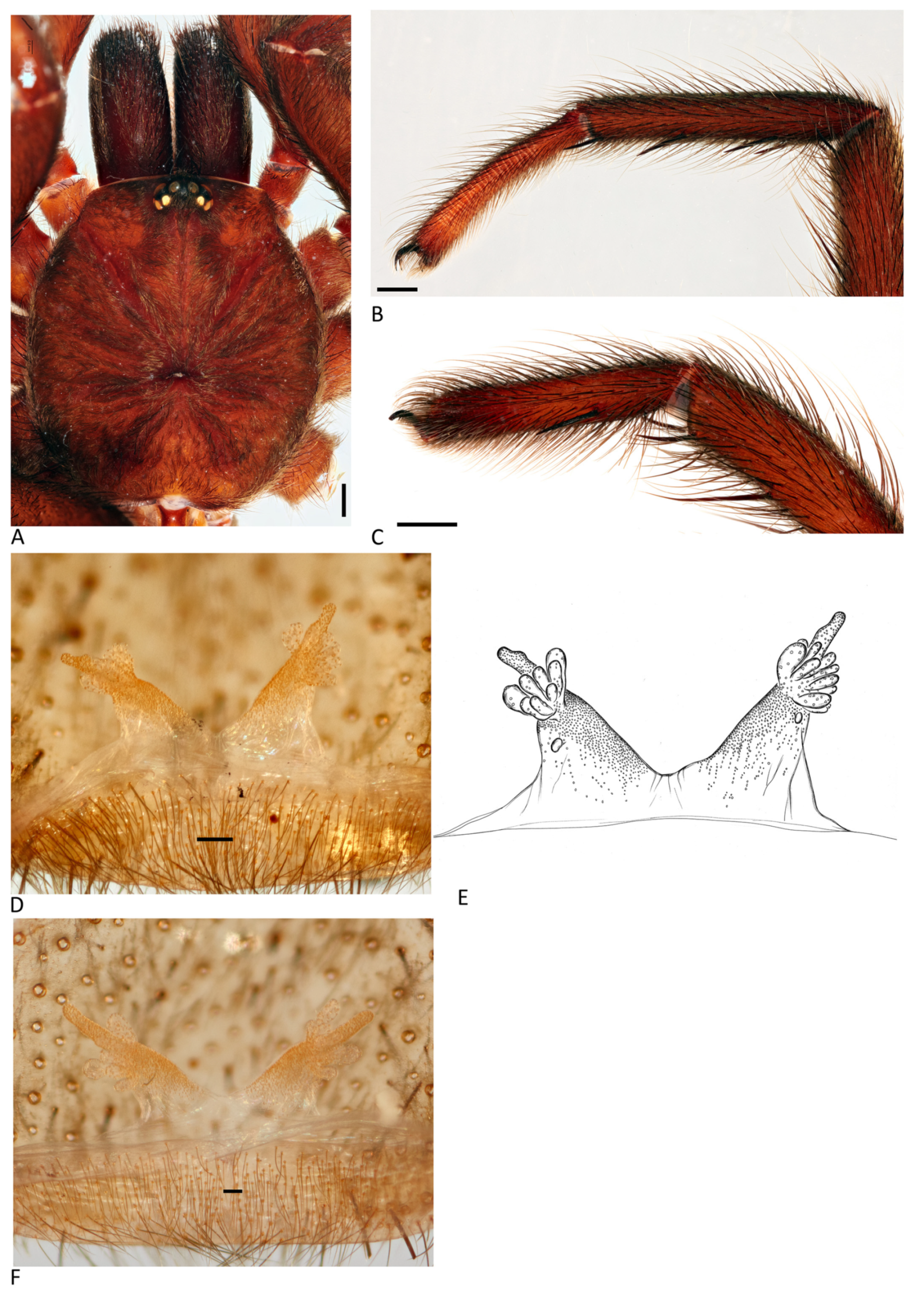 Arthropoda 01 00010 g070