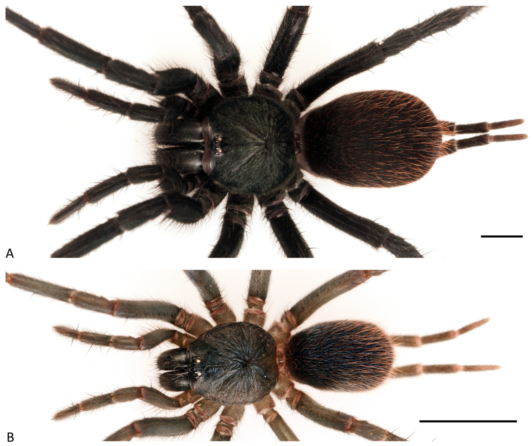 Arthropoda 01 00010 g071