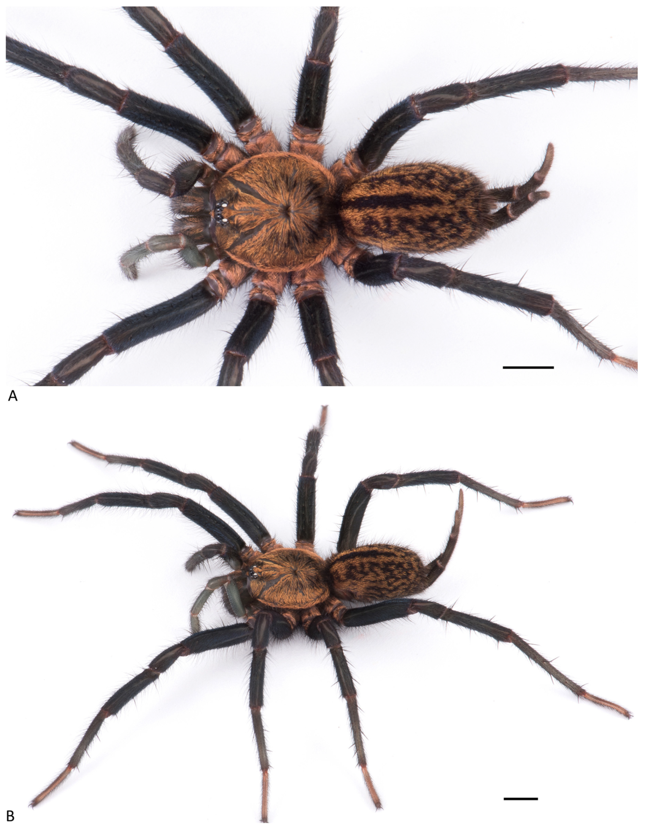 Arthropoda 01 00010 g072