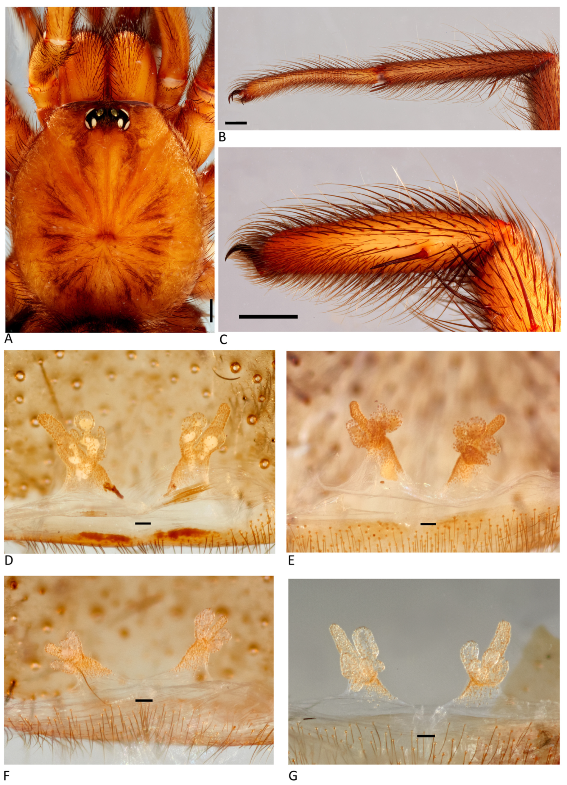 Arthropoda 01 00010 g073