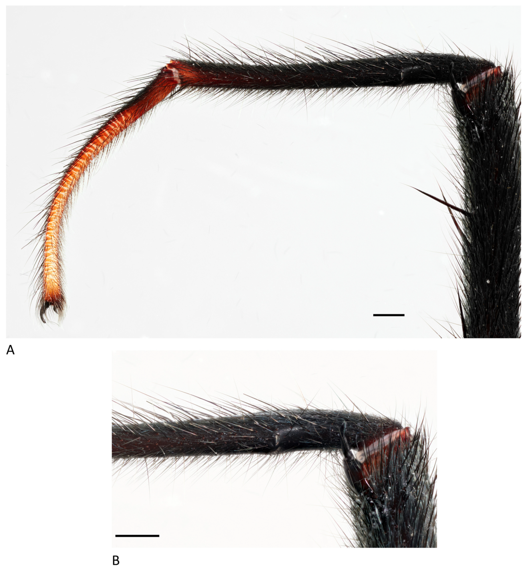 Arthropoda 01 00010 g076