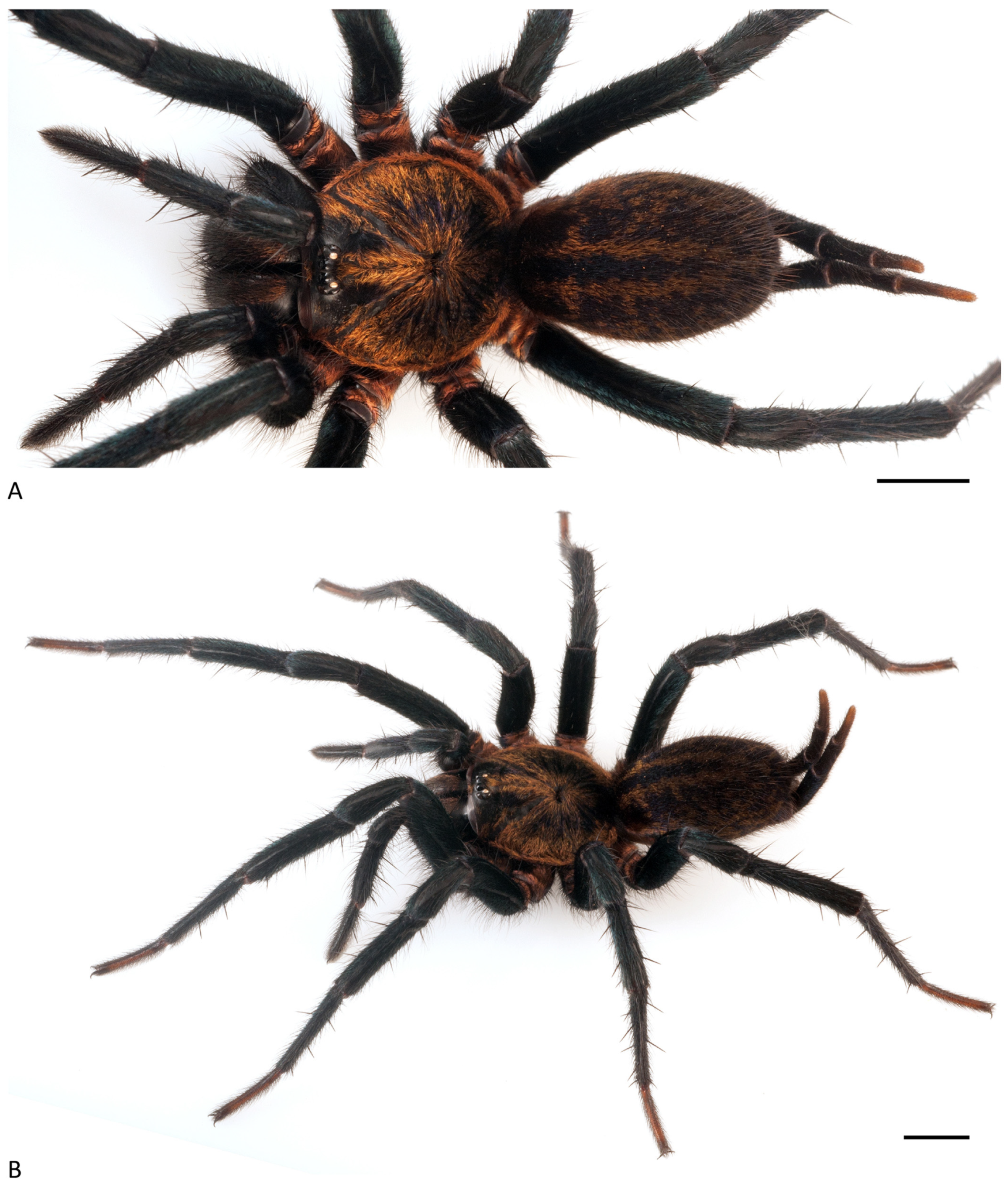 Arthropoda 01 00010 g078