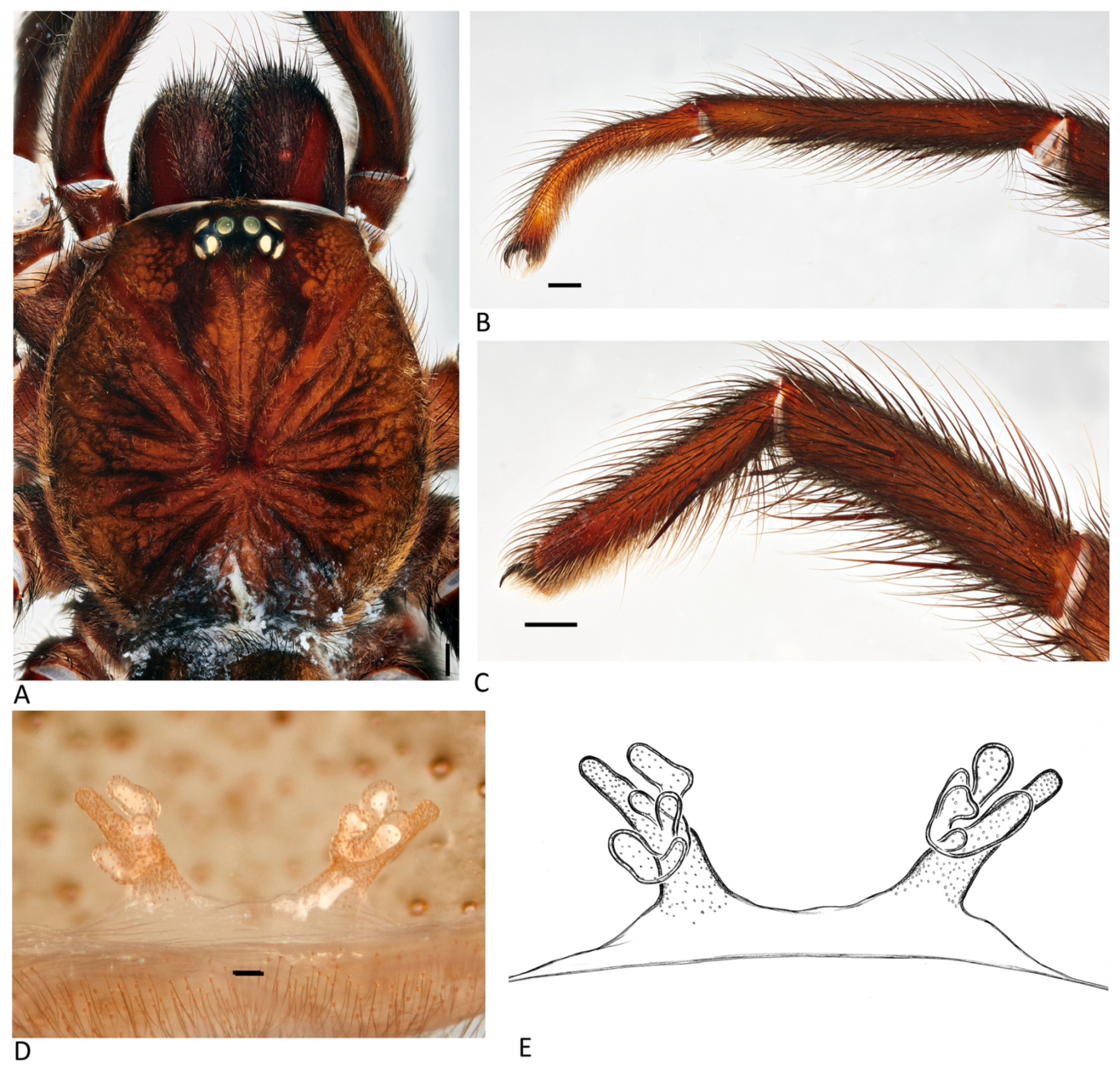 Arthropoda 01 00010 g079