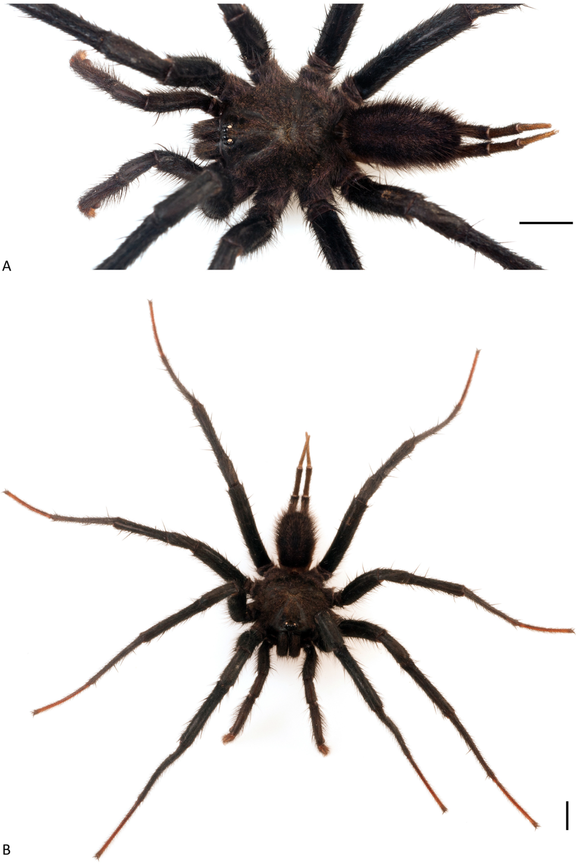 Arthropoda 01 00010 g081