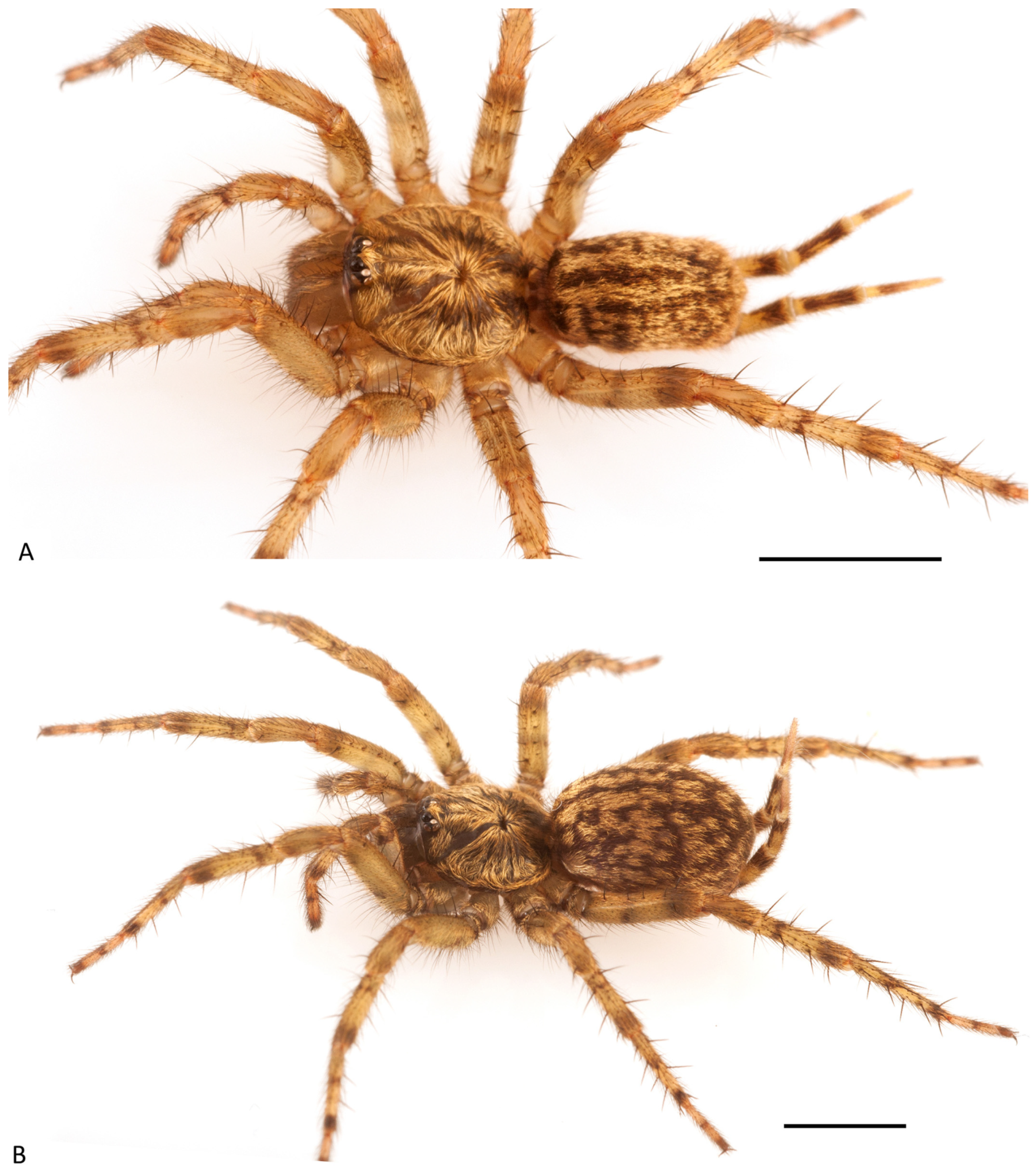 Arthropoda 01 00010 g084