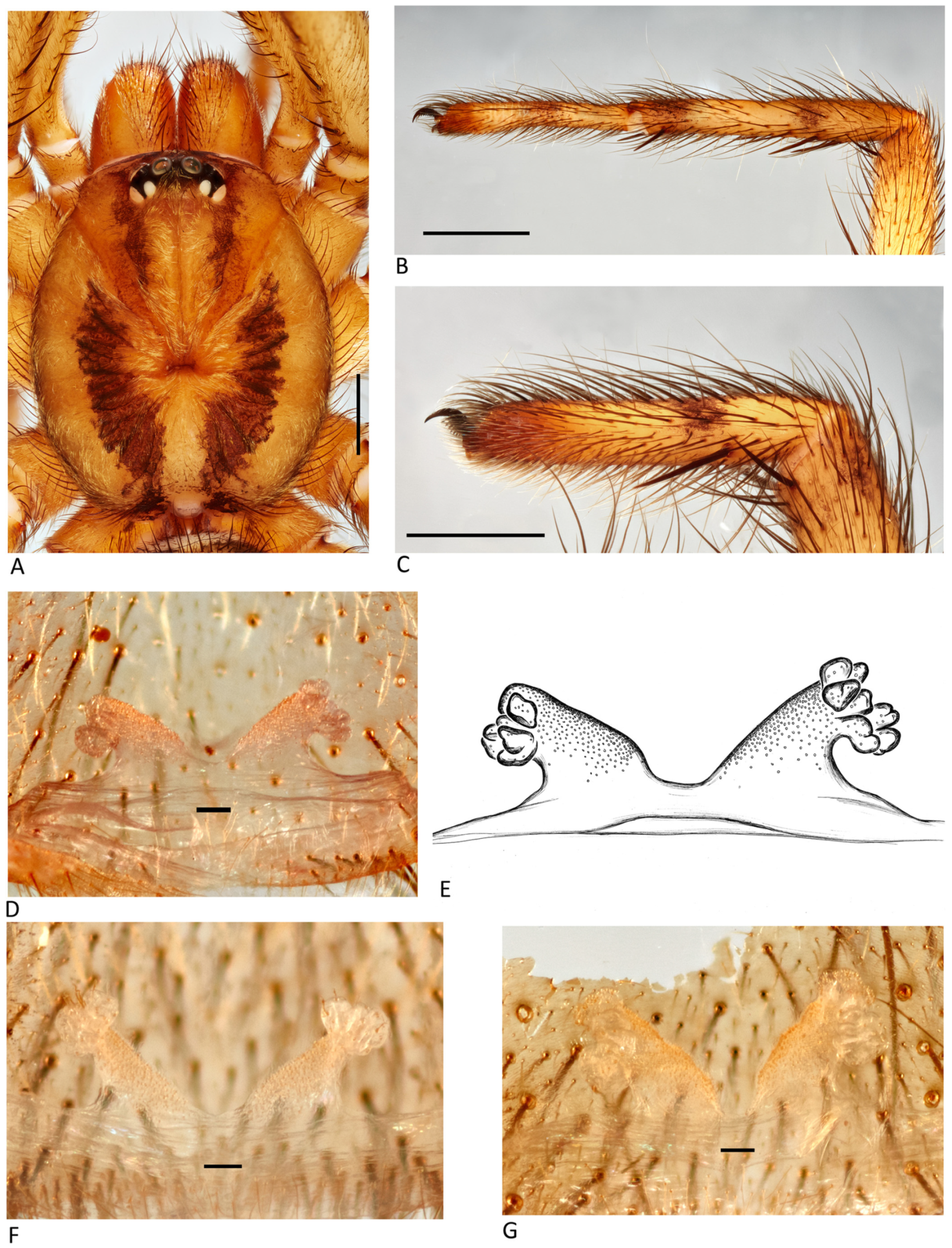 Arthropoda 01 00010 g085