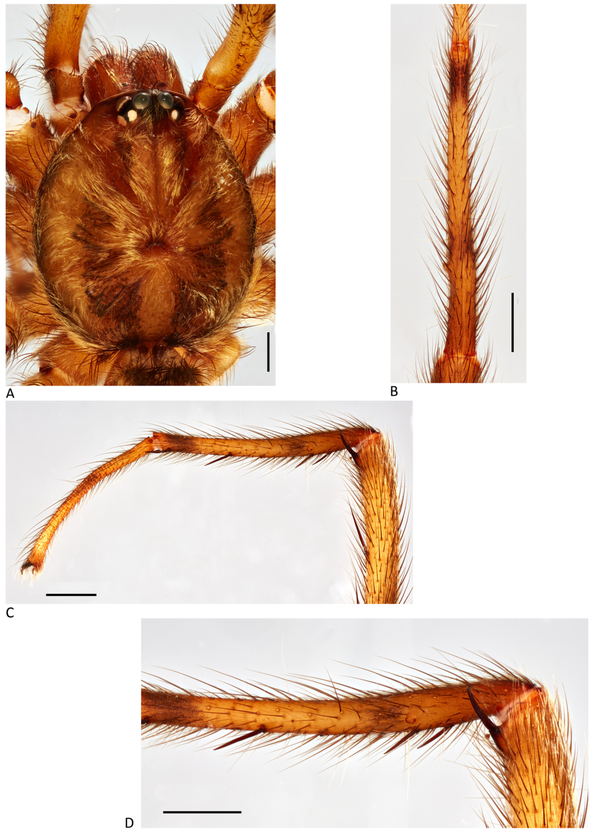 Arthropoda 01 00010 g086