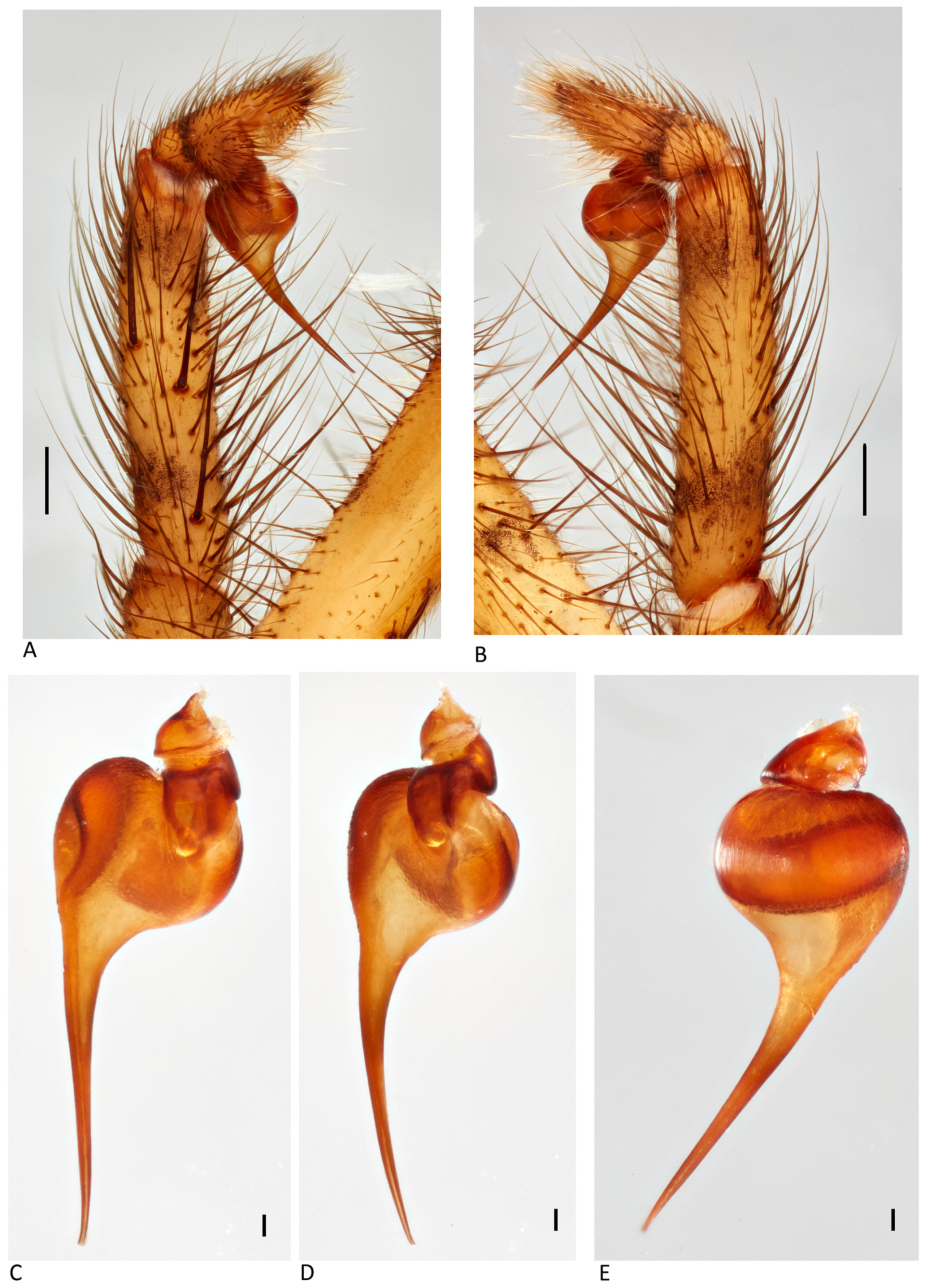Arthropoda 01 00010 g087