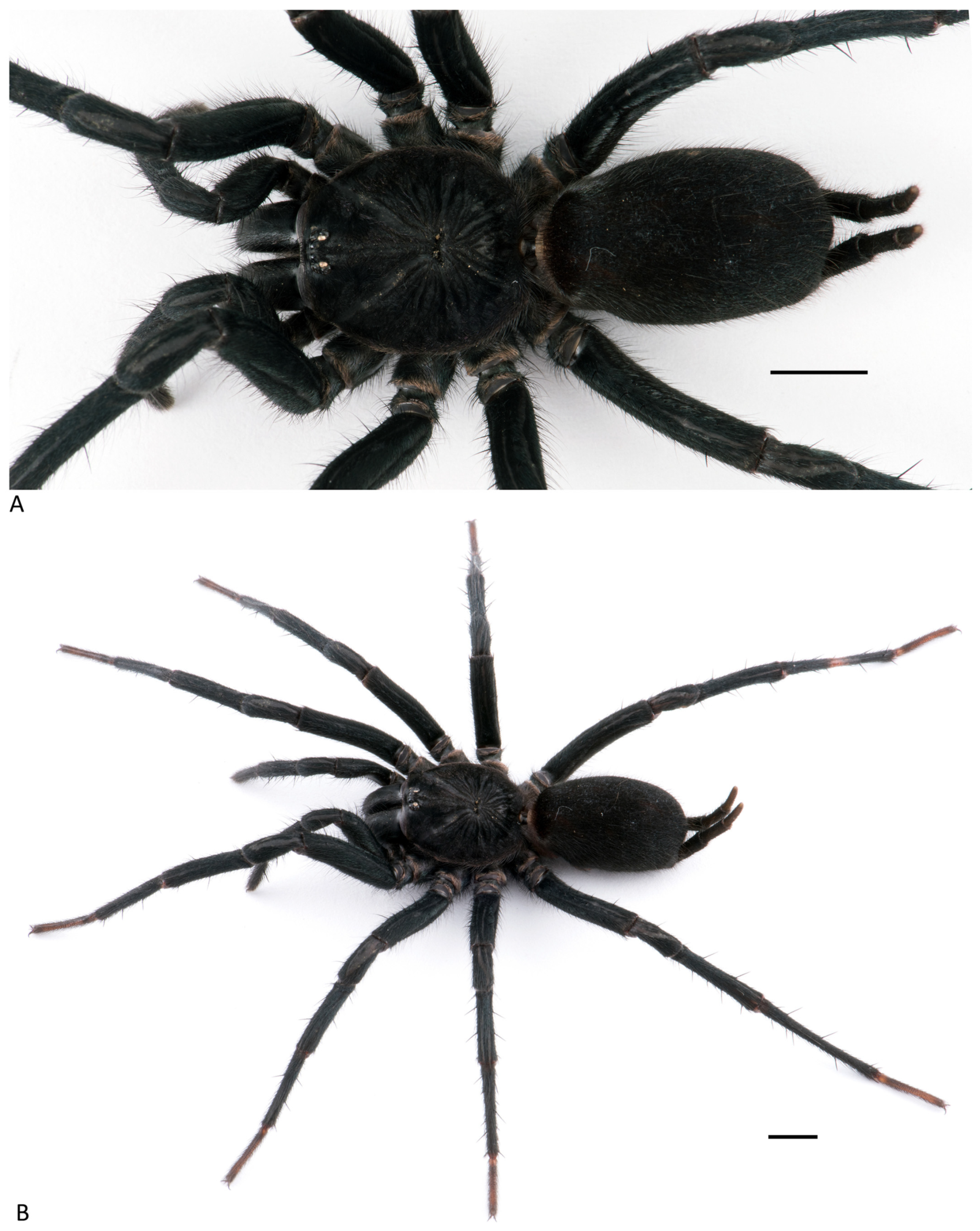 Arthropoda 01 00010 g088