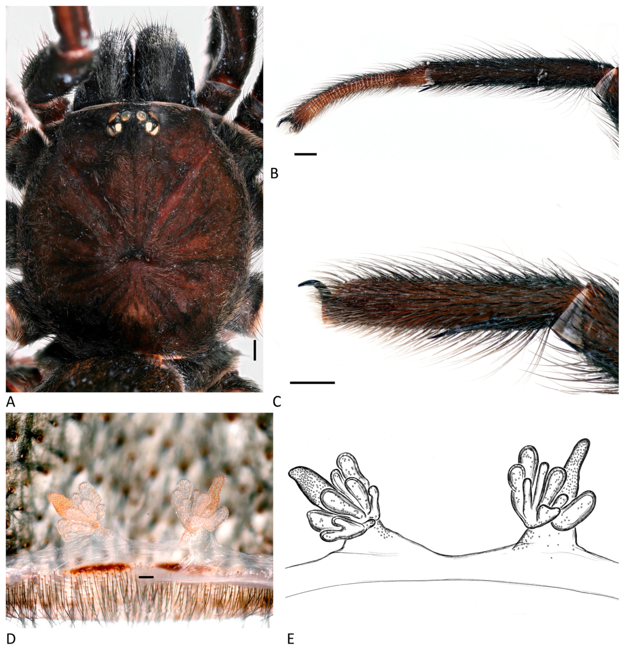 Arthropoda 01 00010 g089