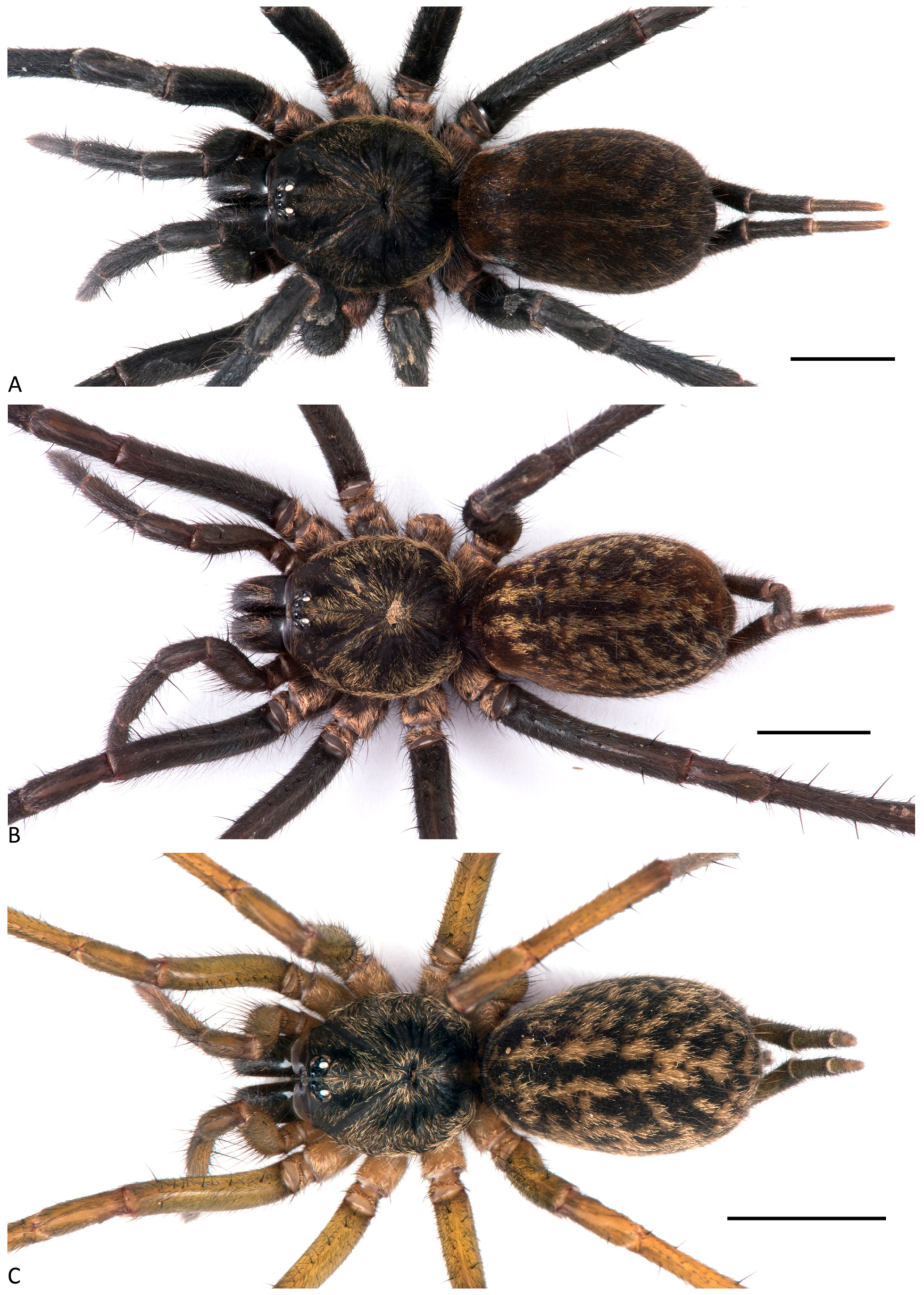 Arthropoda 01 00010 g091