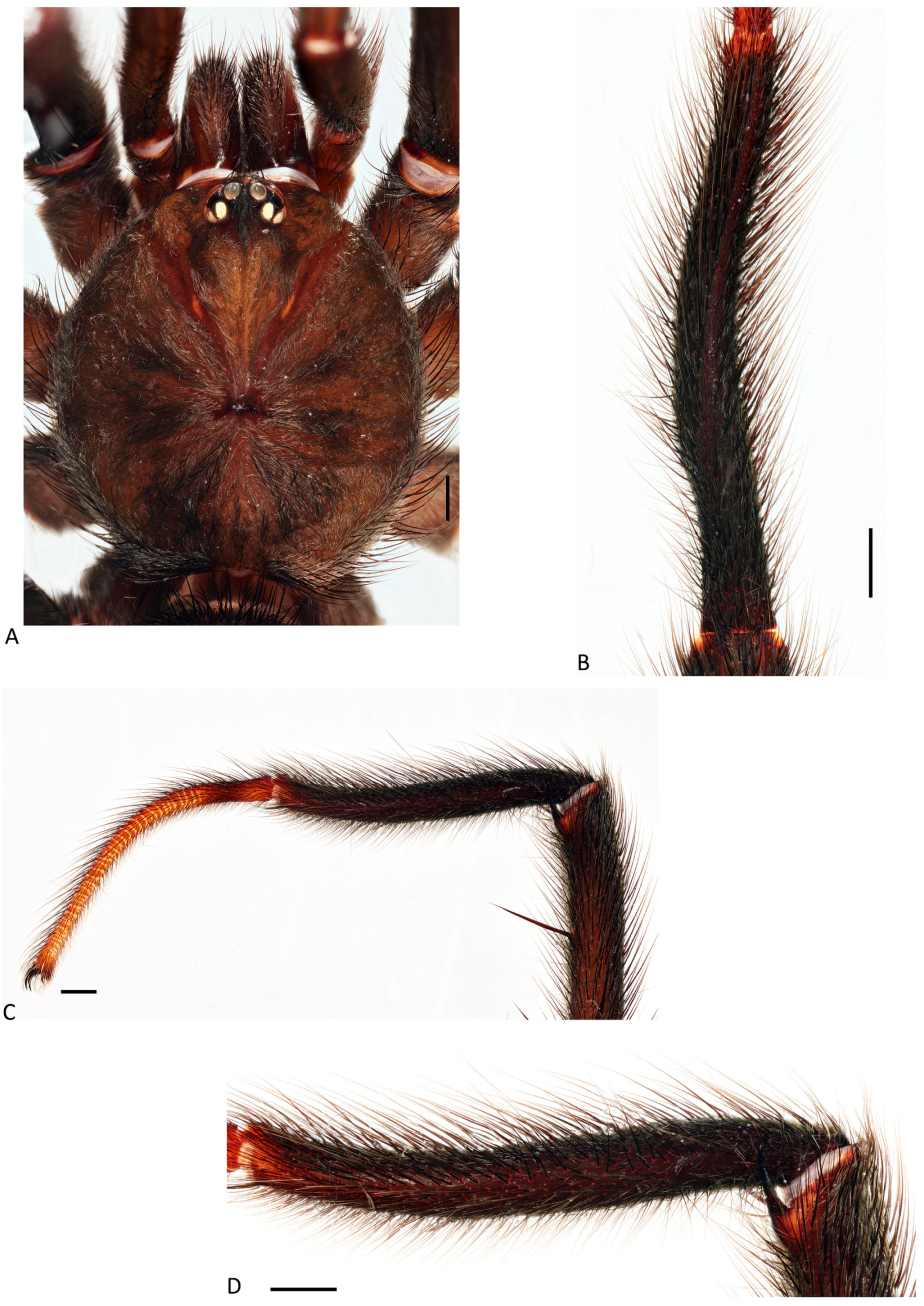 Arthropoda 01 00010 g093