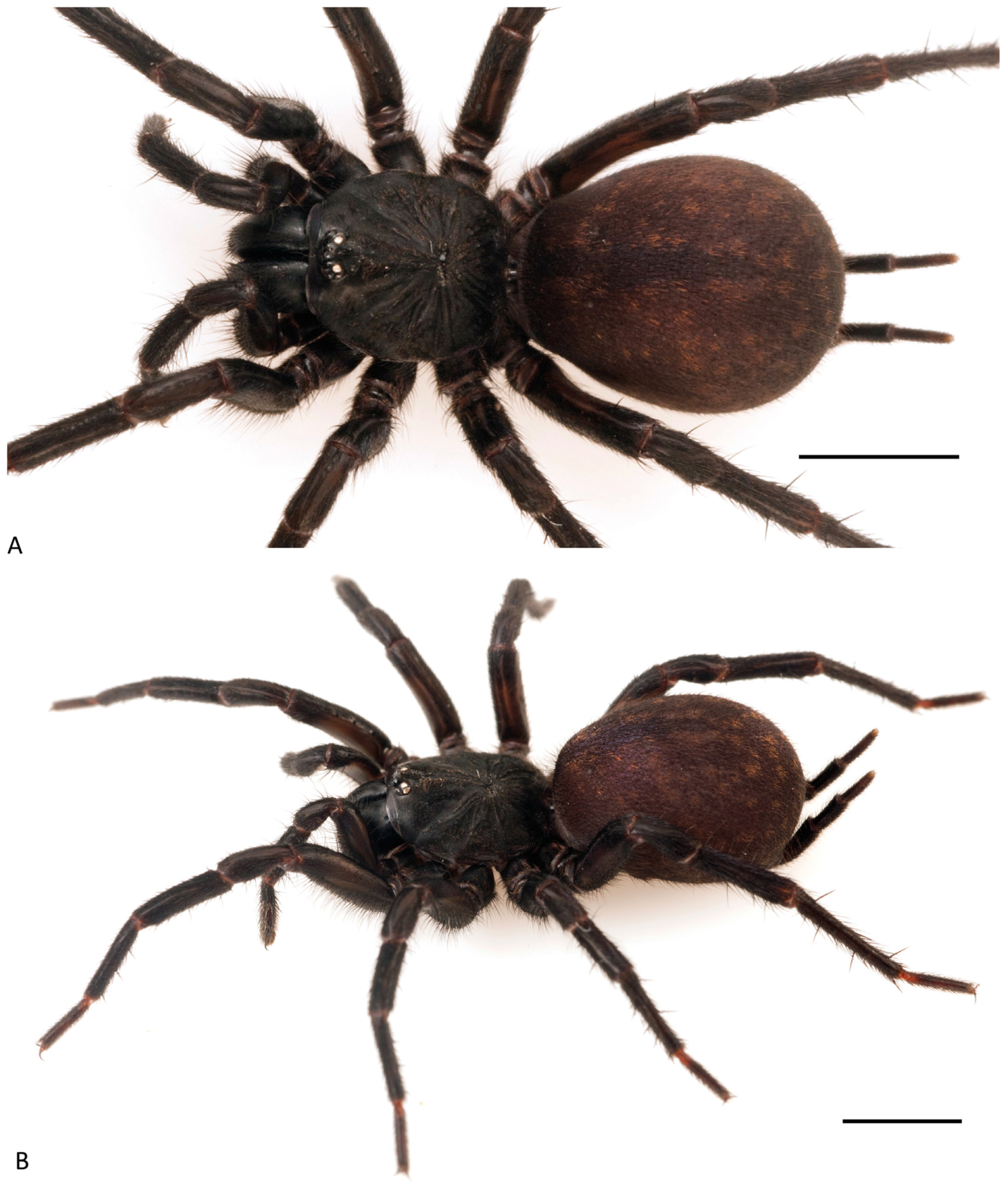 Arthropoda 01 00010 g096