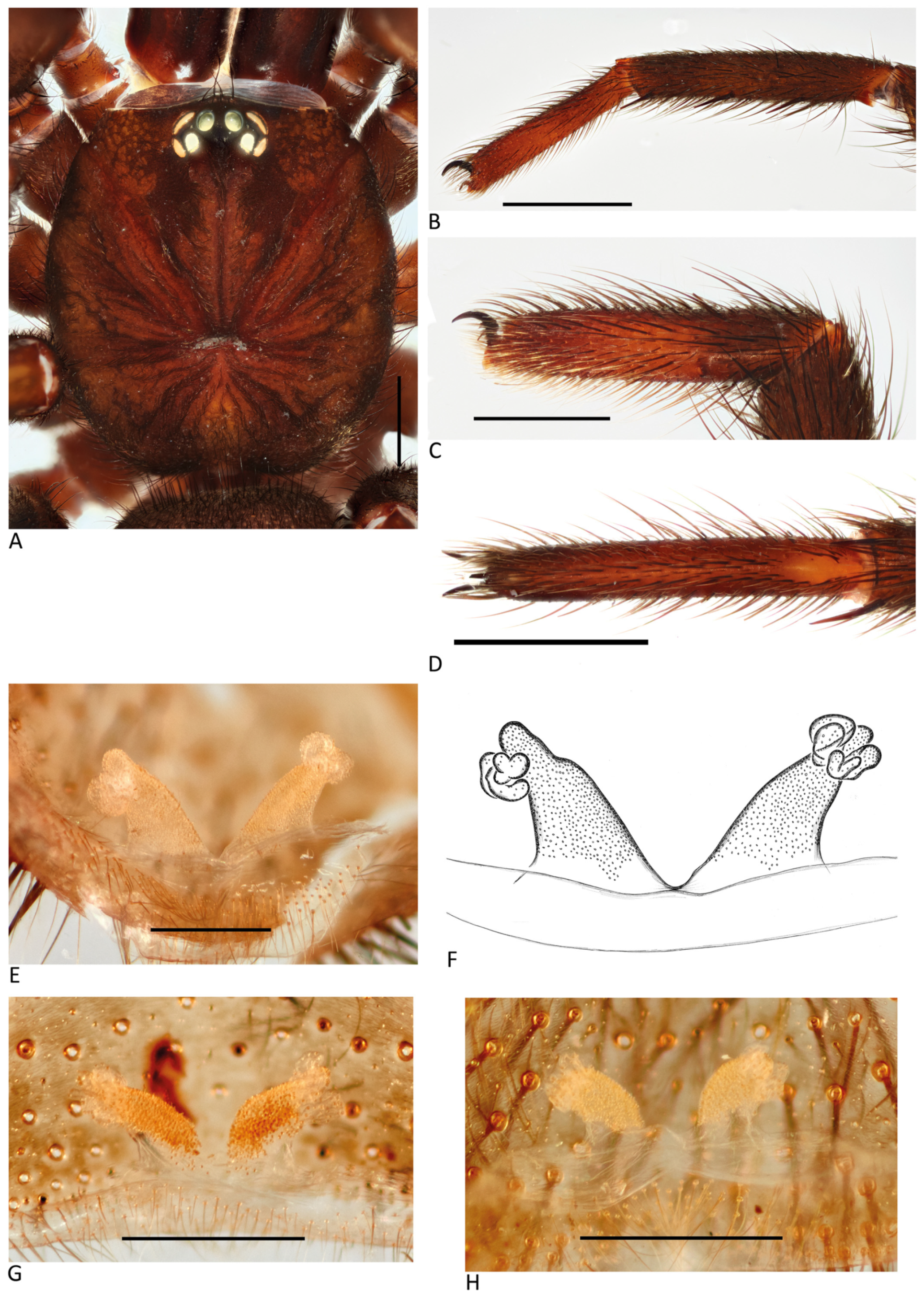 Arthropoda 01 00010 g097