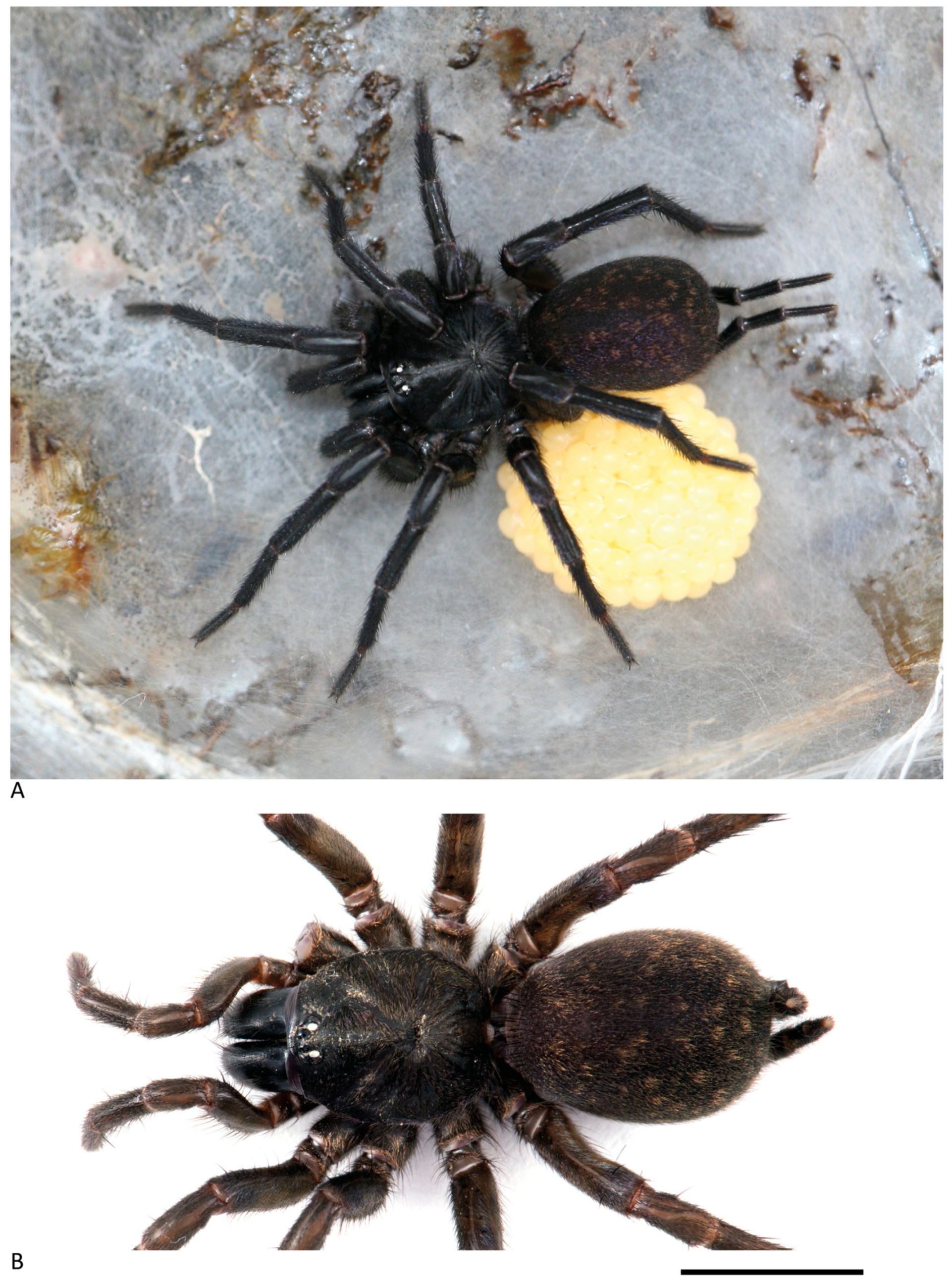 Arthropoda 01 00010 g098