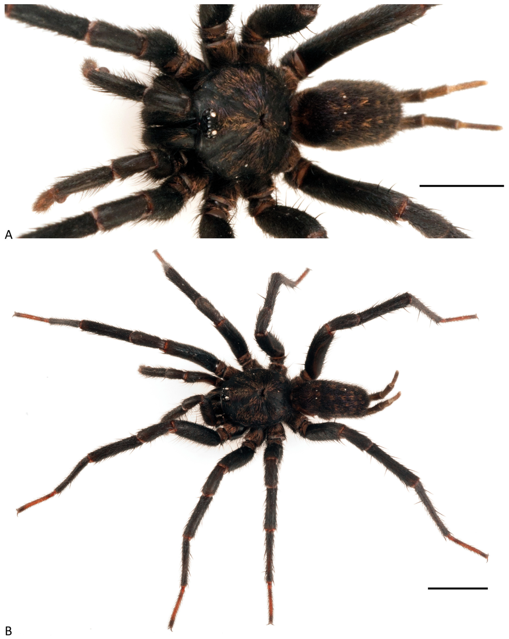 Arthropoda 01 00010 g099