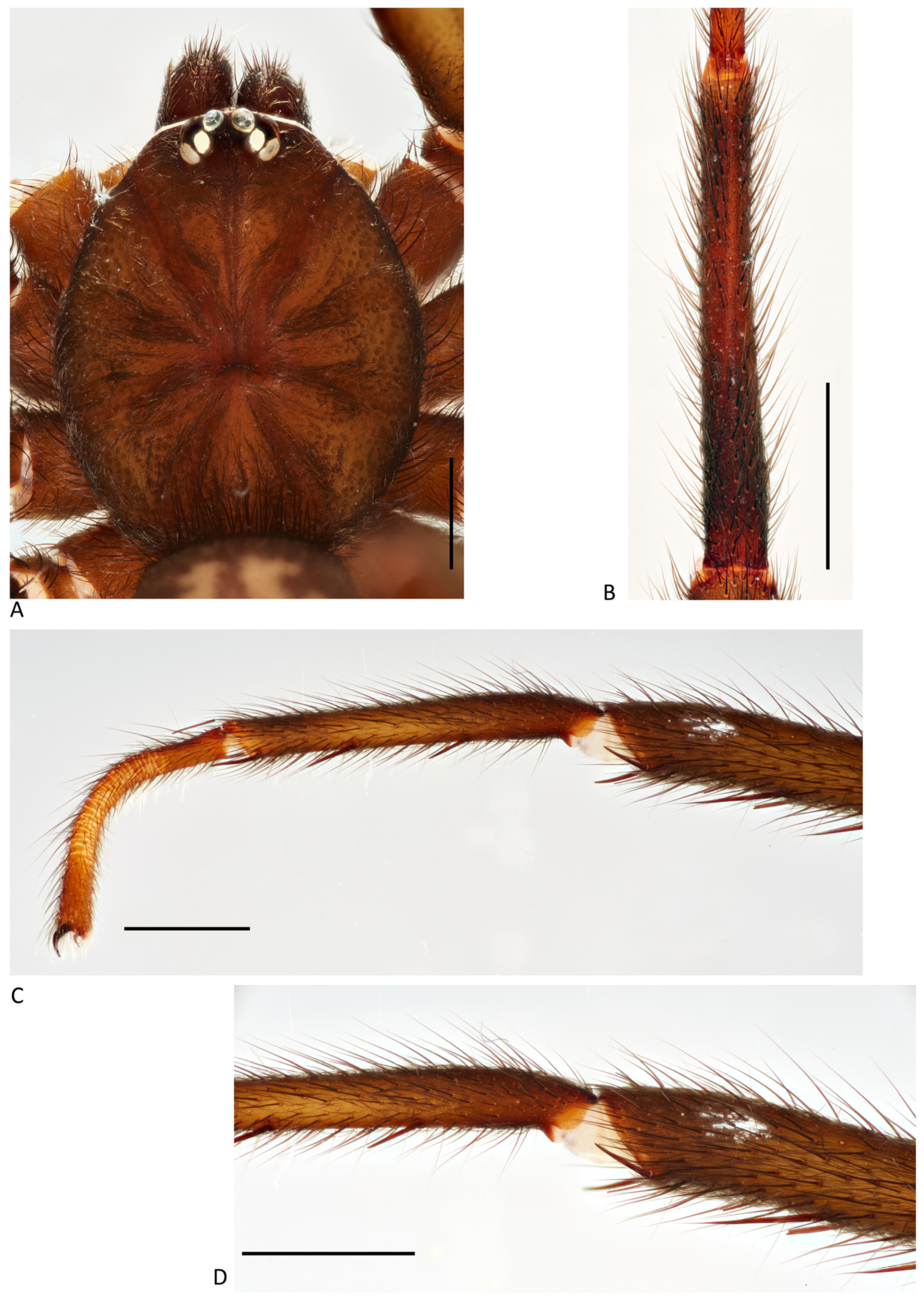 Arthropoda 01 00010 g100