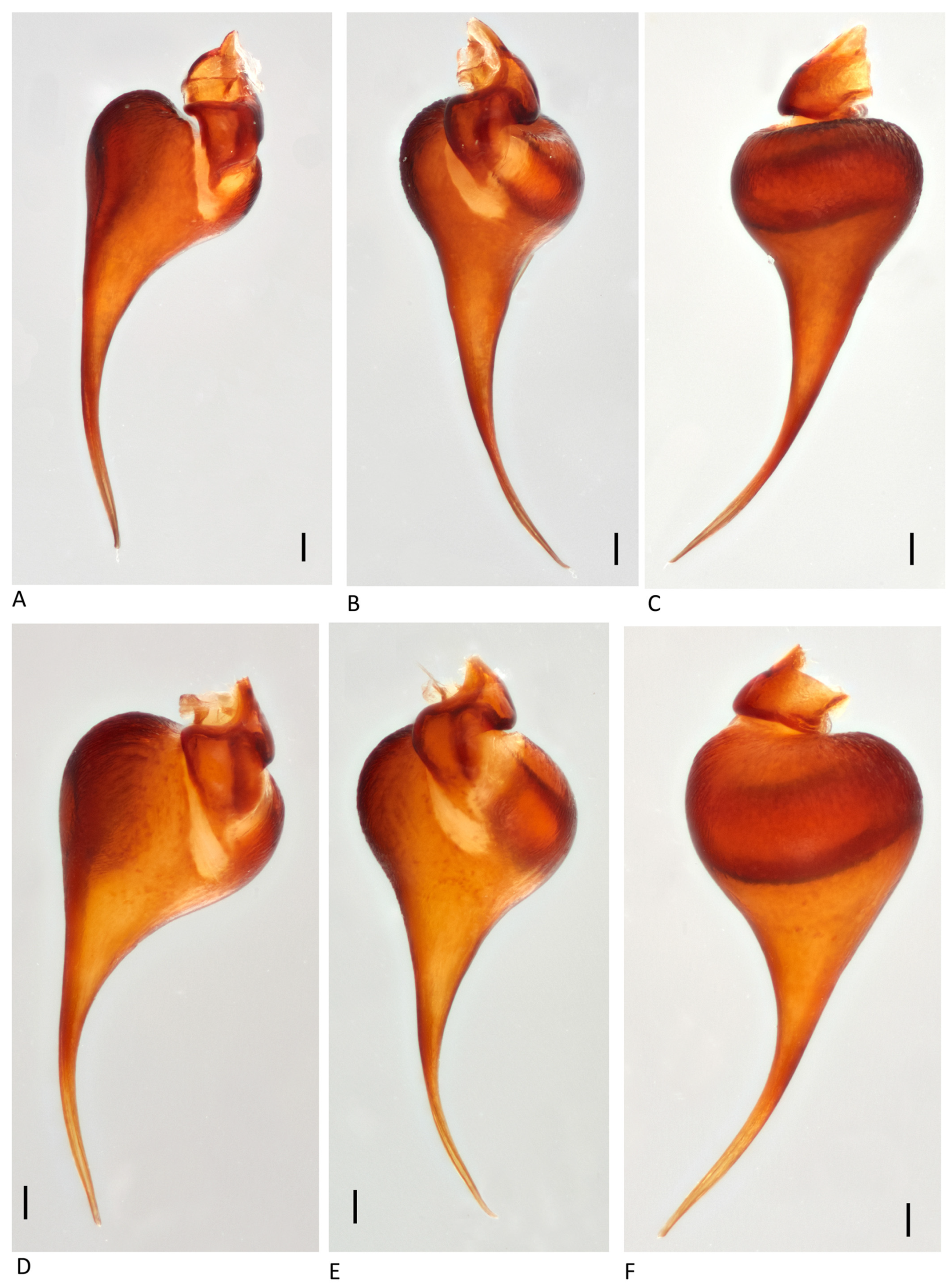 Arthropoda 01 00010 g102